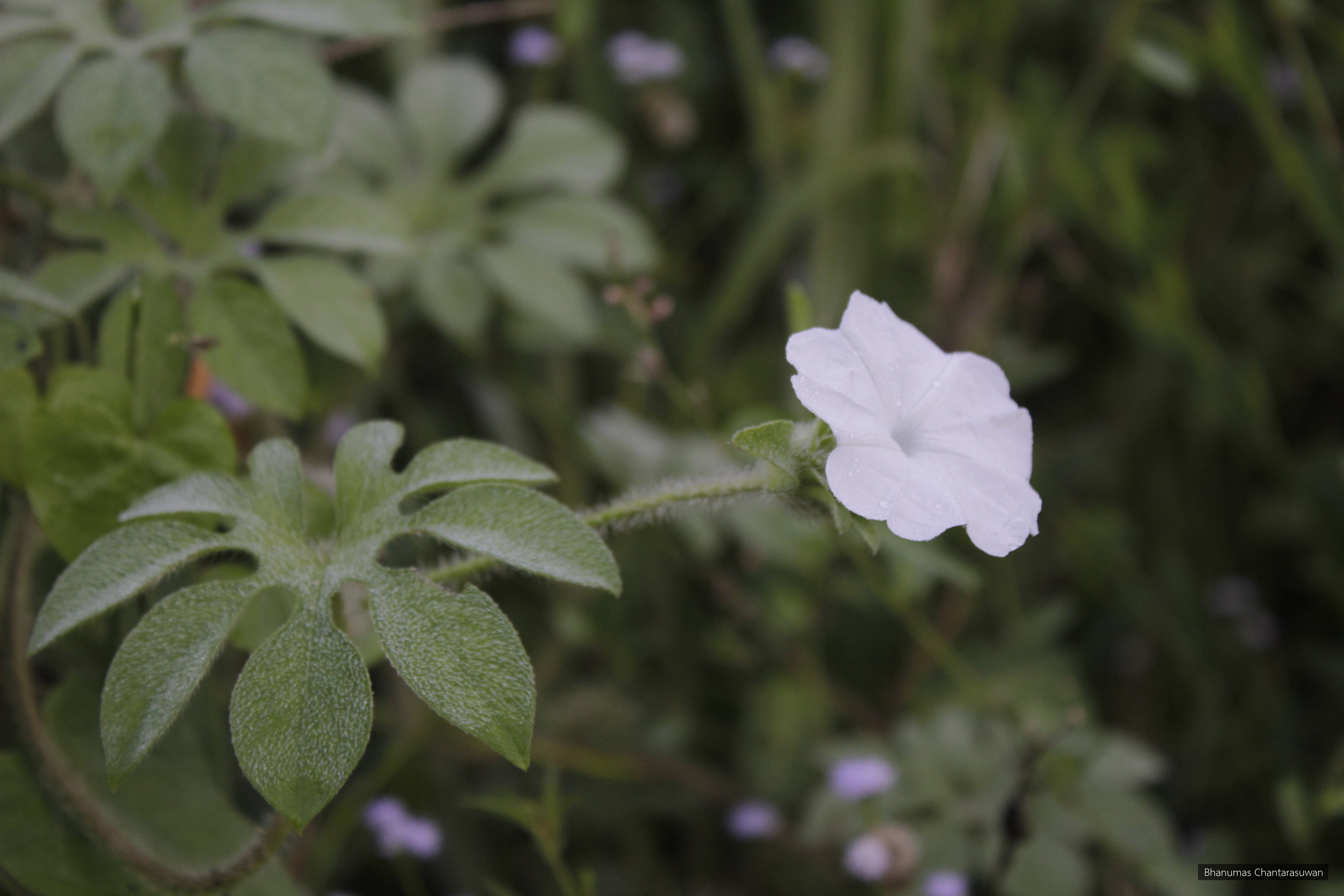 Ipomoea pes-tigridis