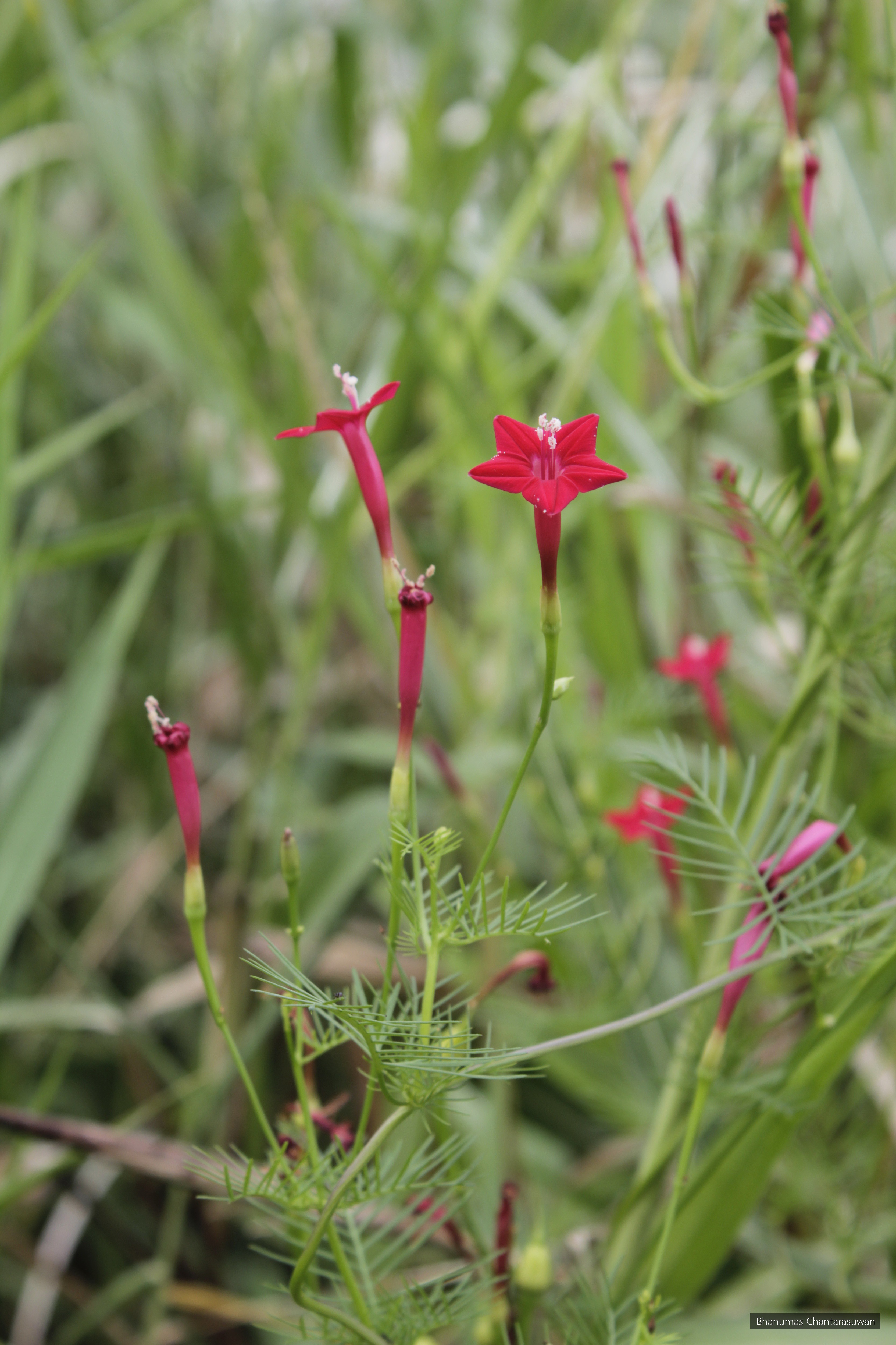 Ipomoea quamoclit