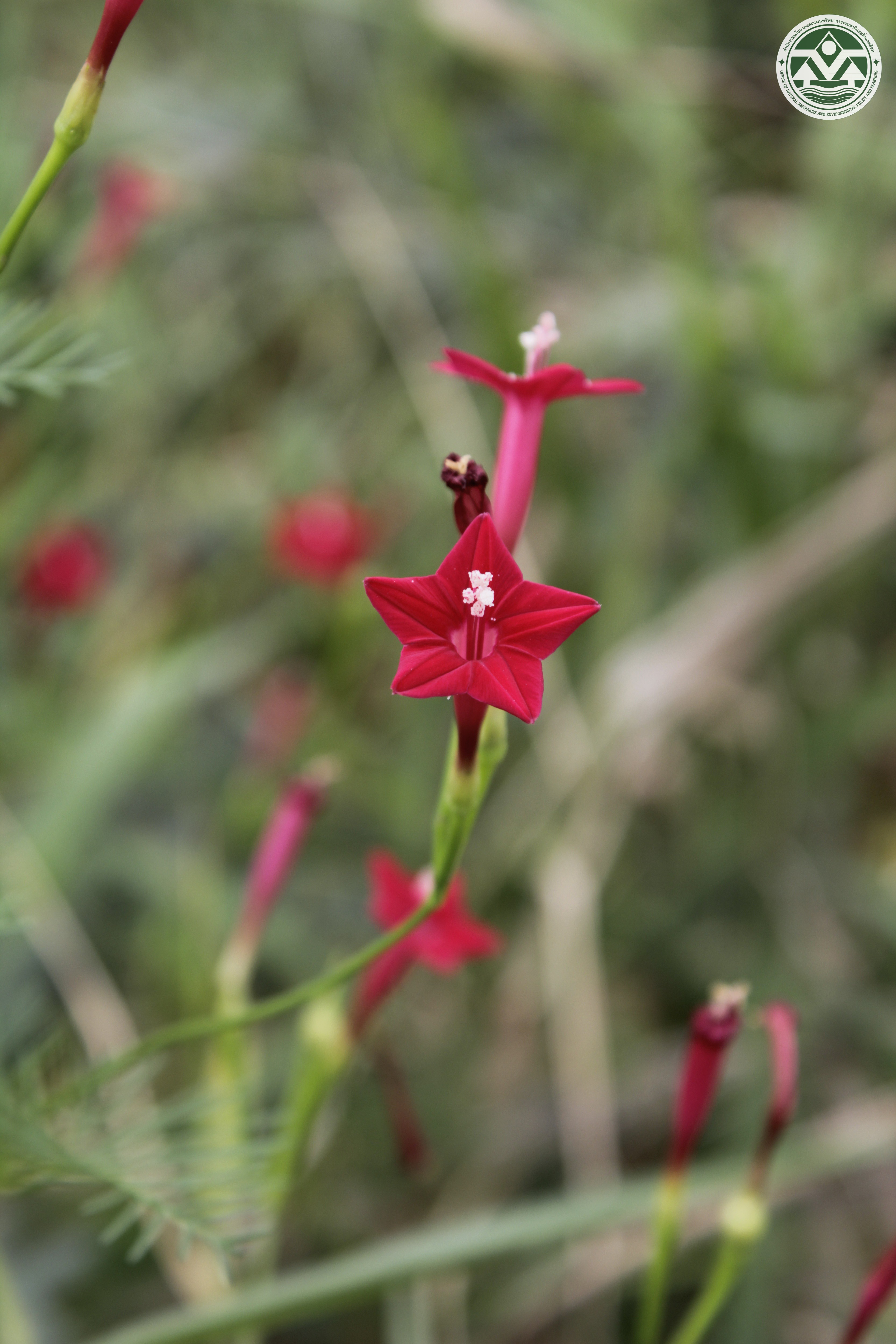 Ipomoea quamoclit