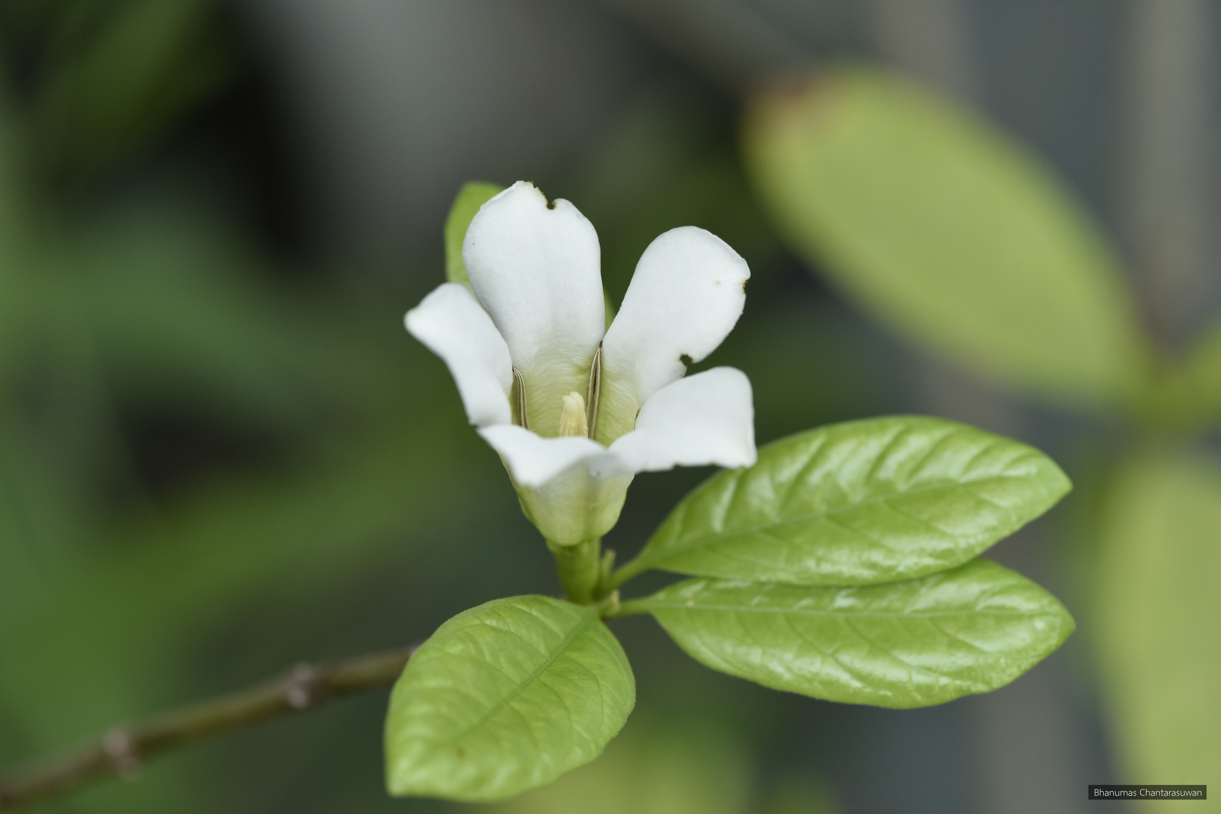 Kailarsenia hygrophila
