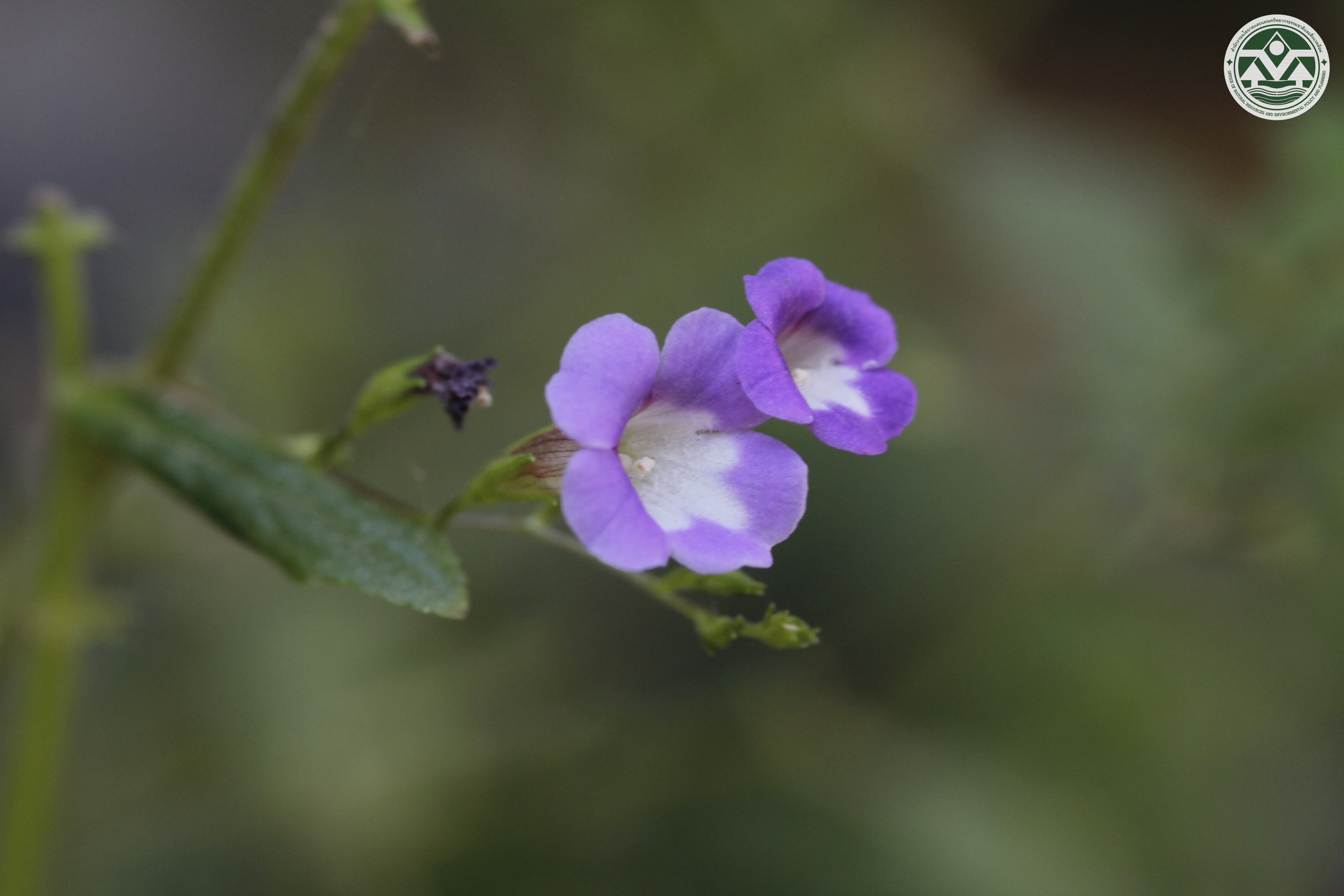 Limnophila aromatica