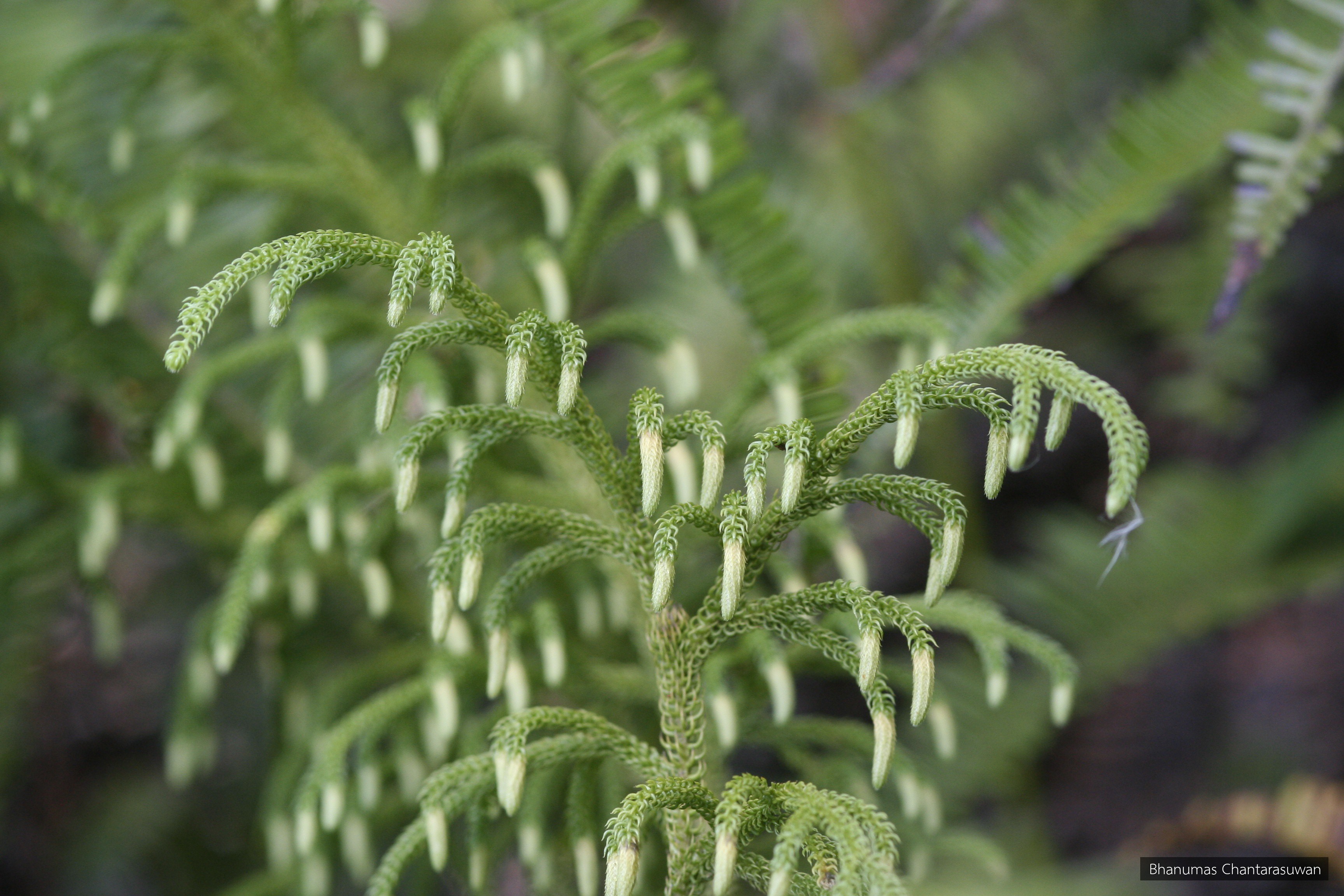Lycopodiella cernua