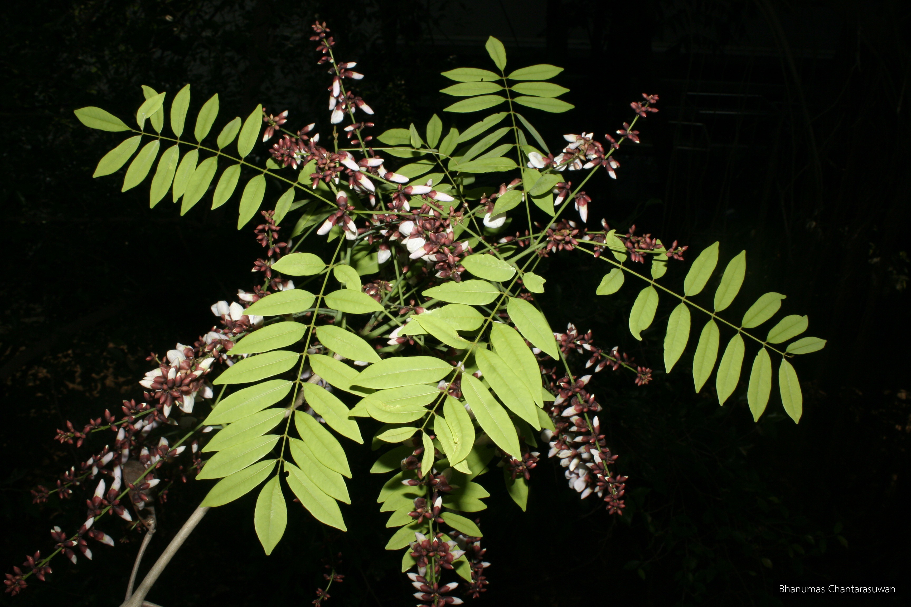 Millettia brandisiana