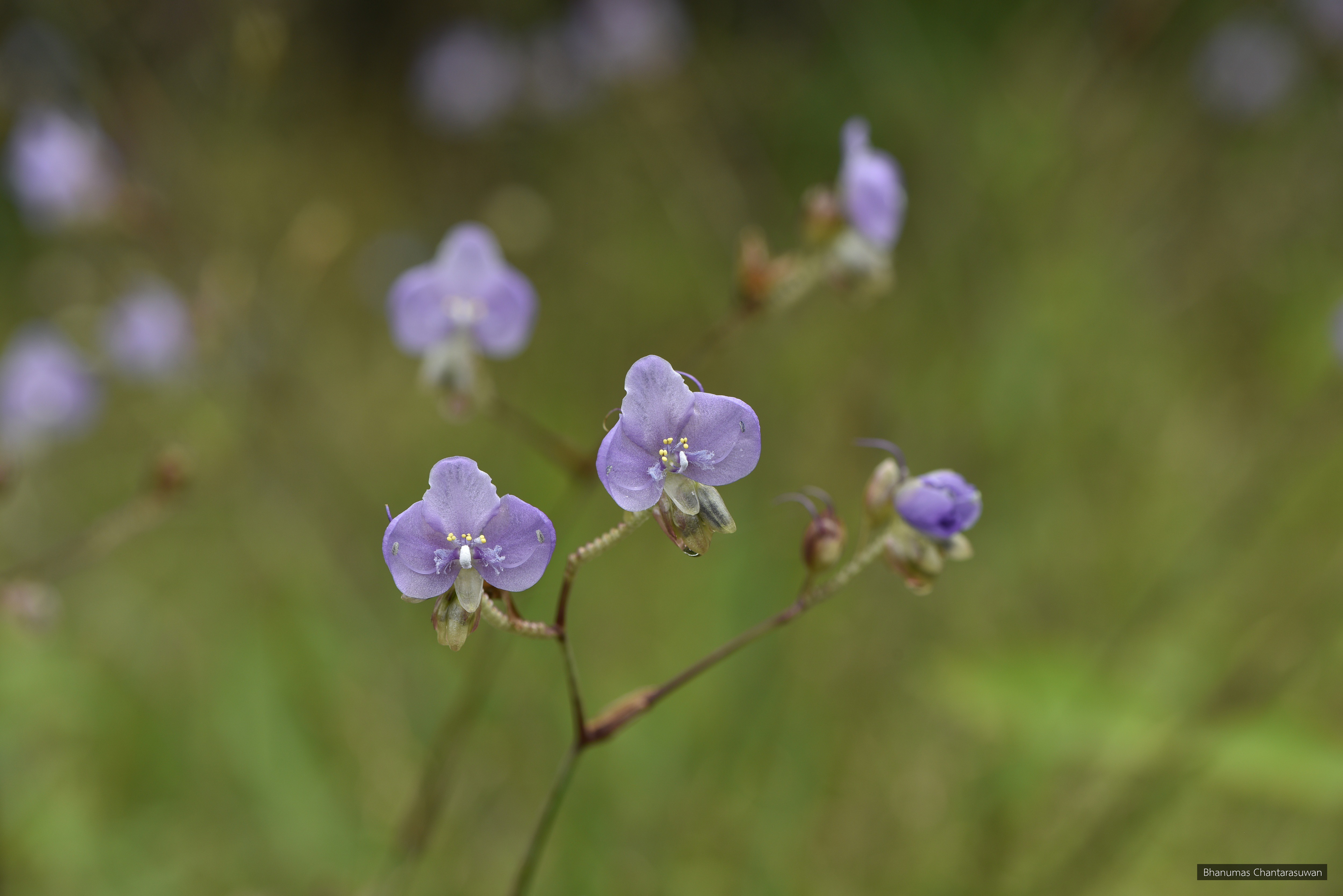 Murdannia gigantea