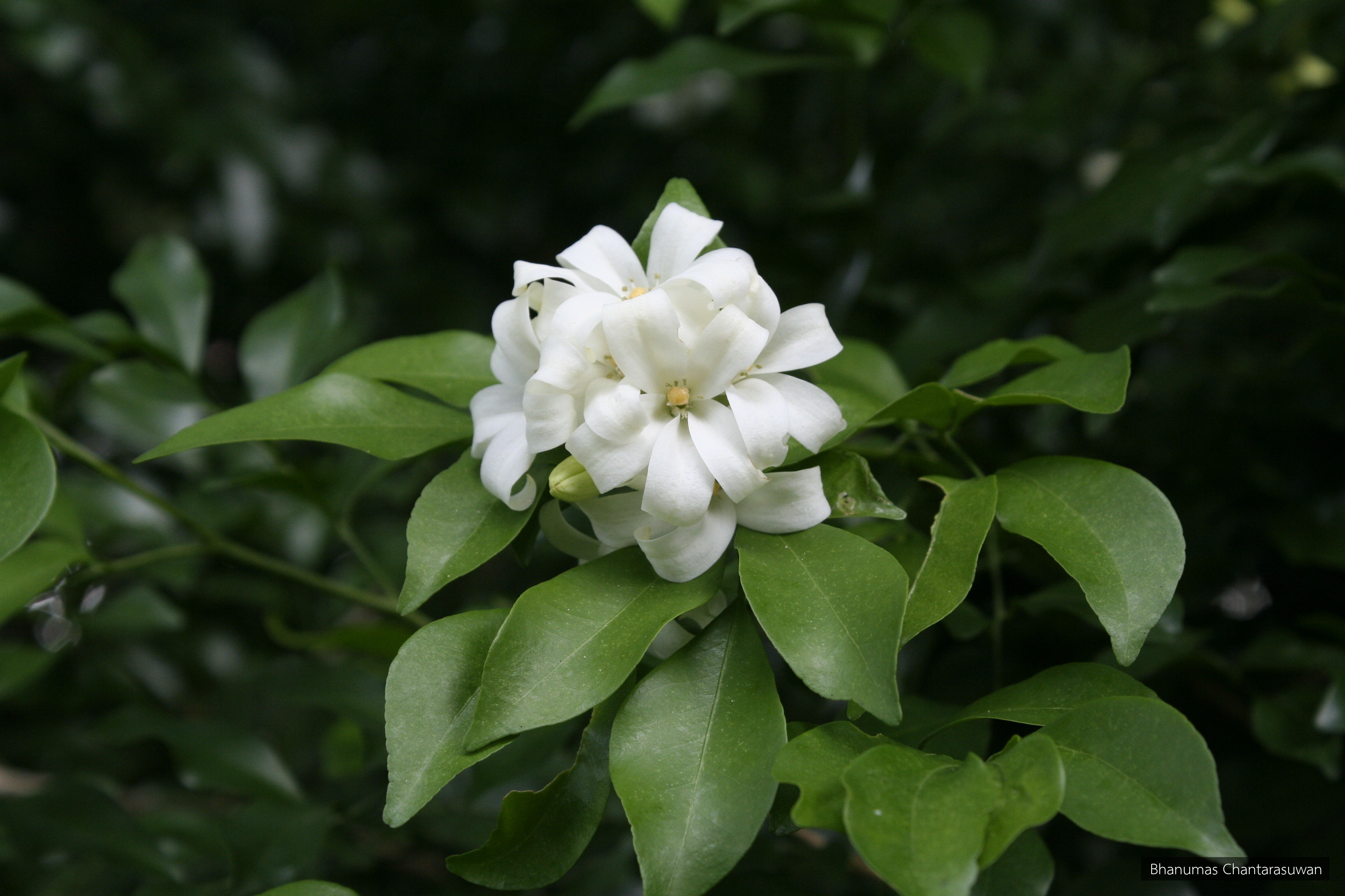Murraya paniculata