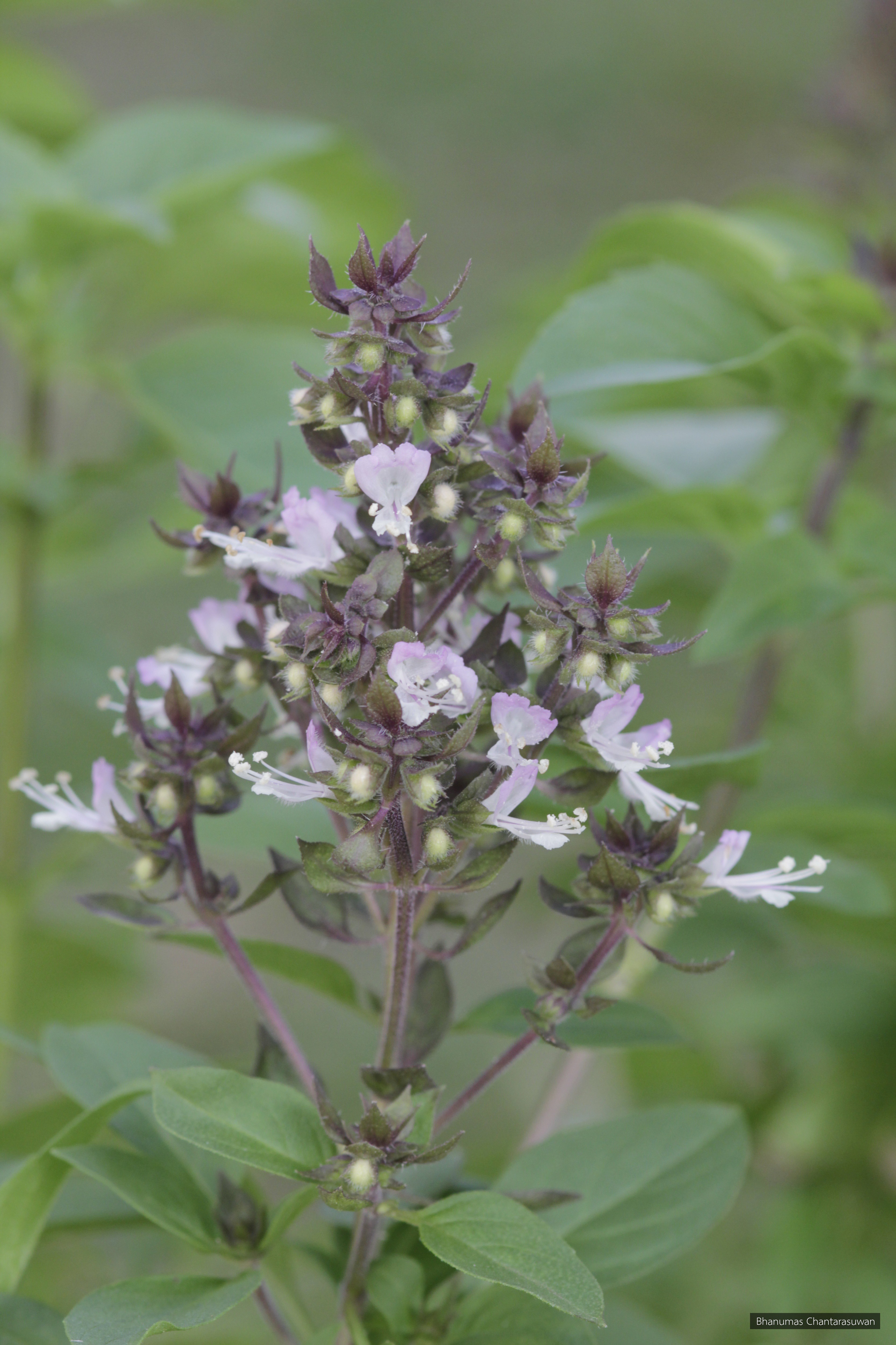 Ocimum basilicum