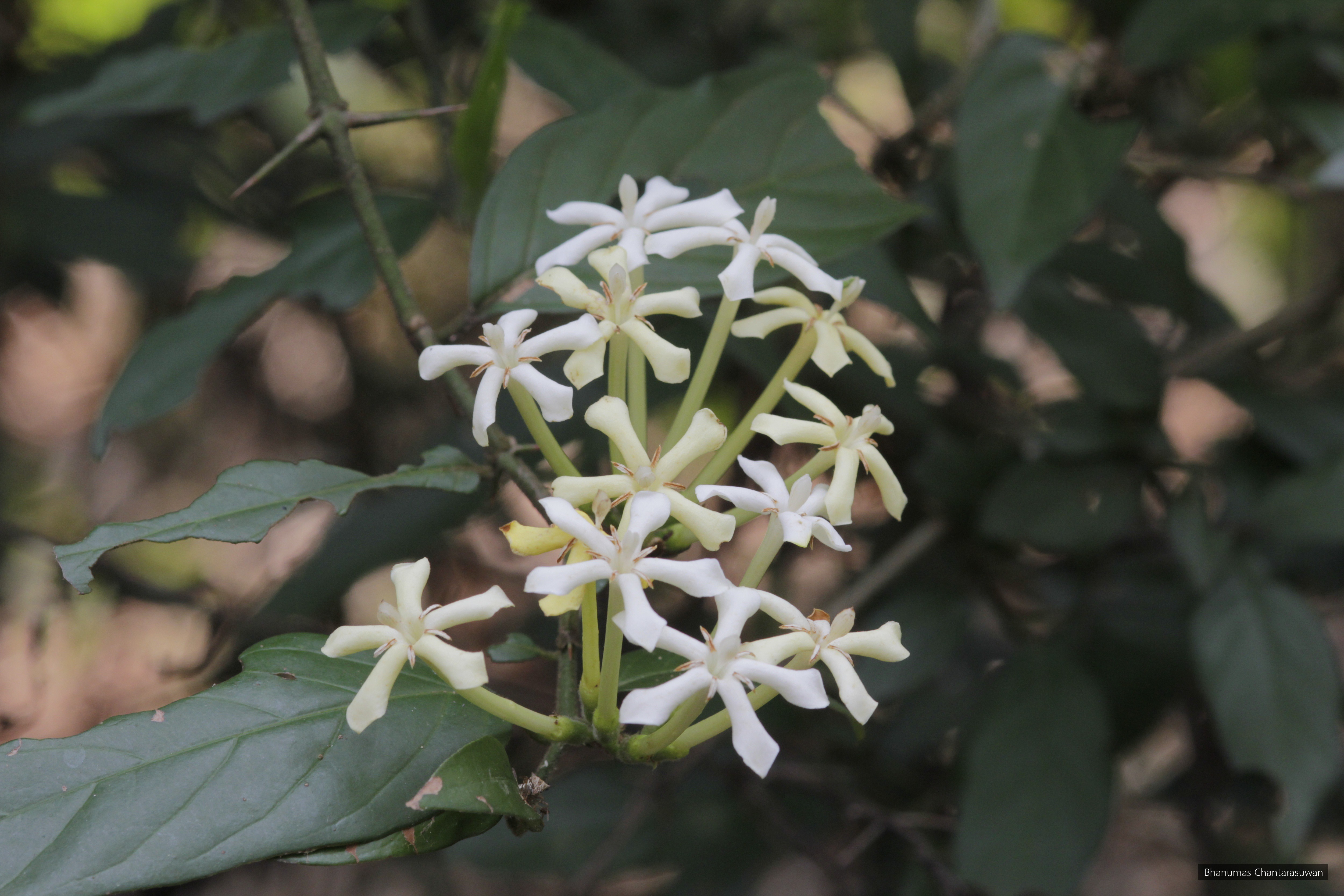 Oxyceros horridus