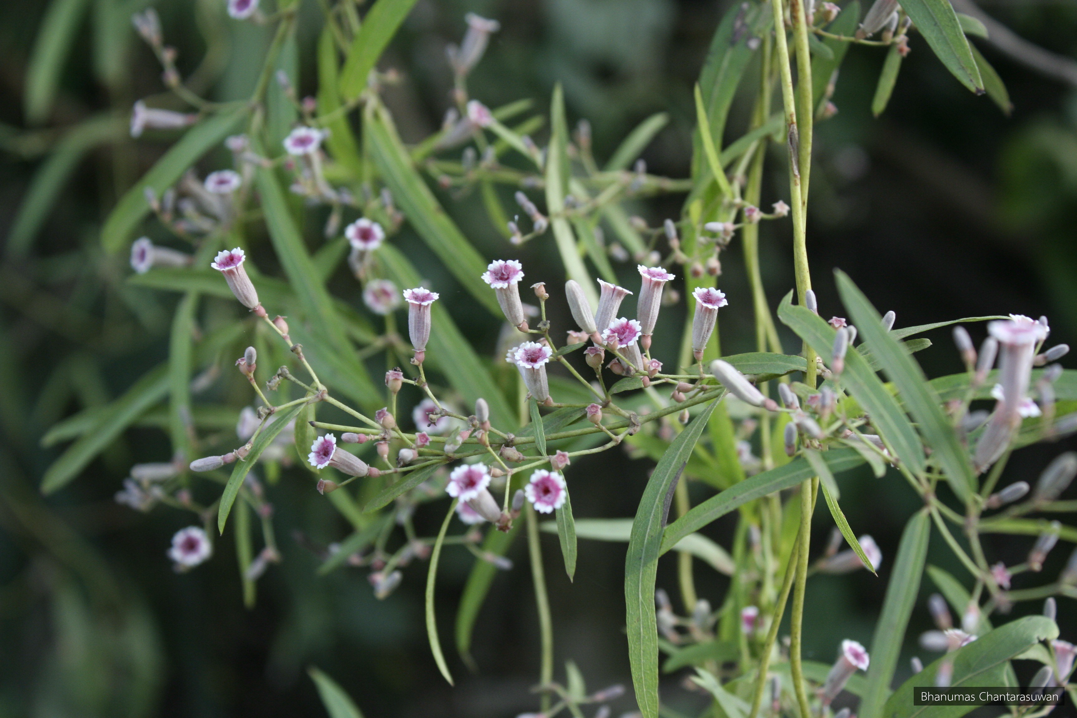 Paederia linearis