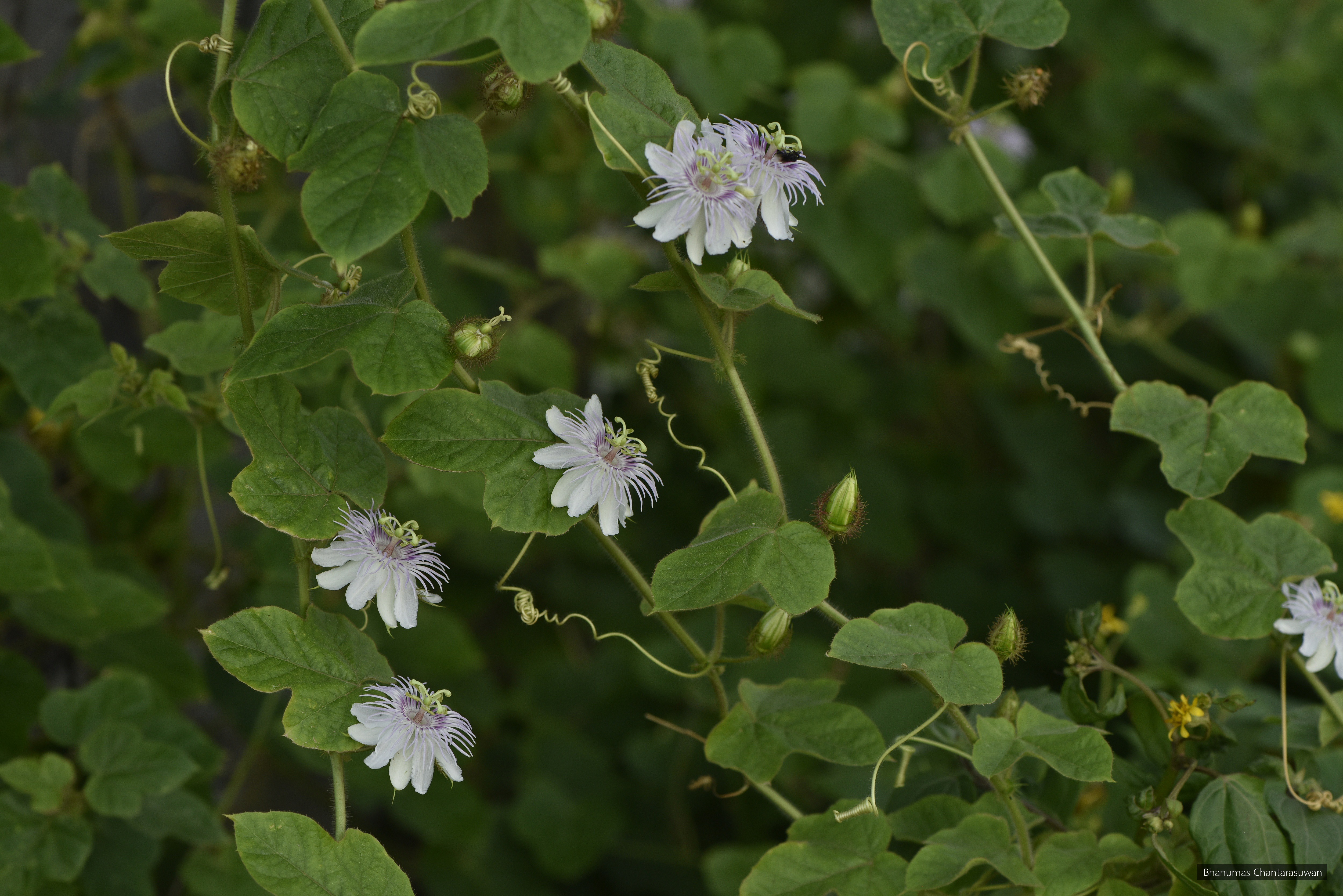 Passiflora foetida