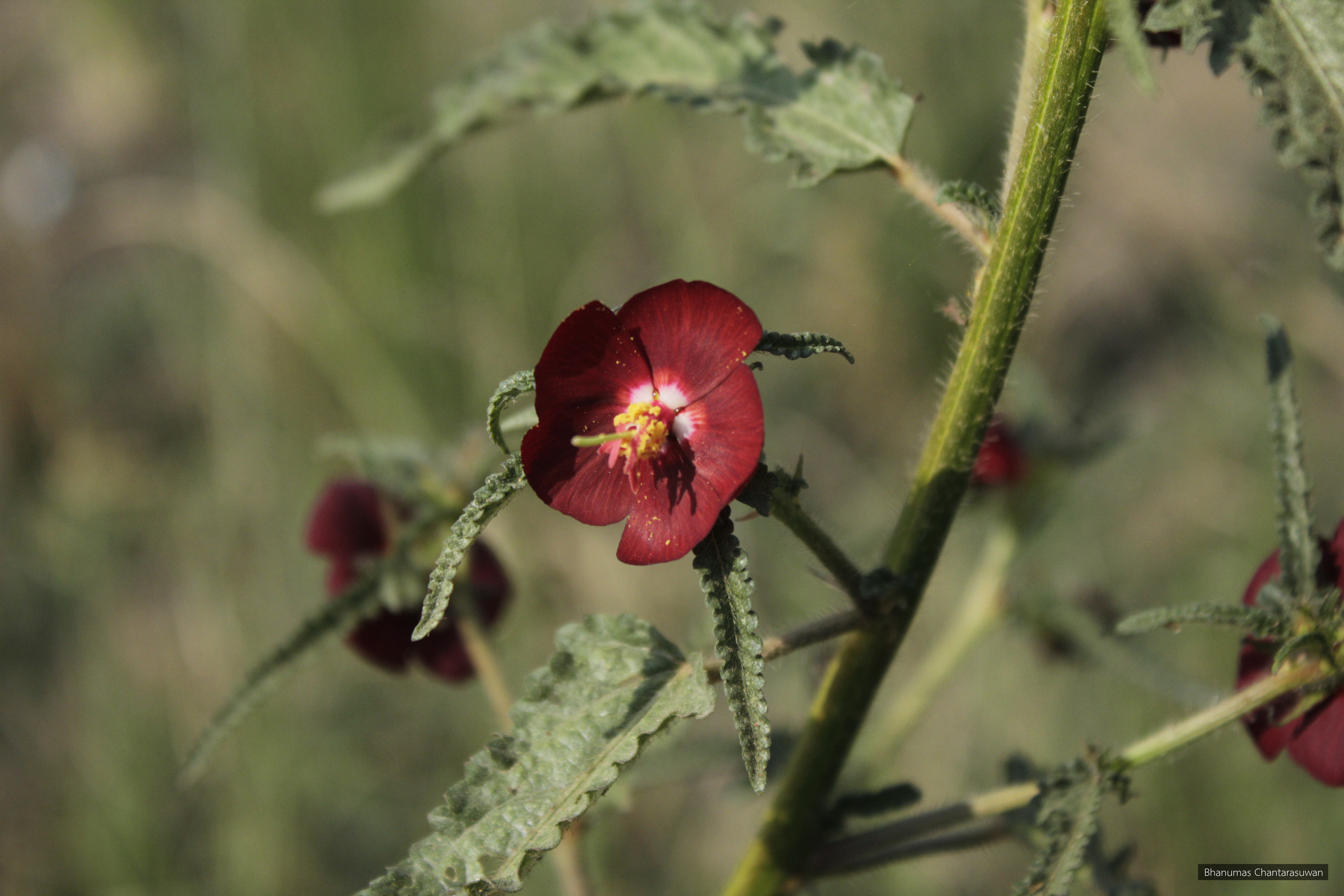 Pentapetes phoenicea