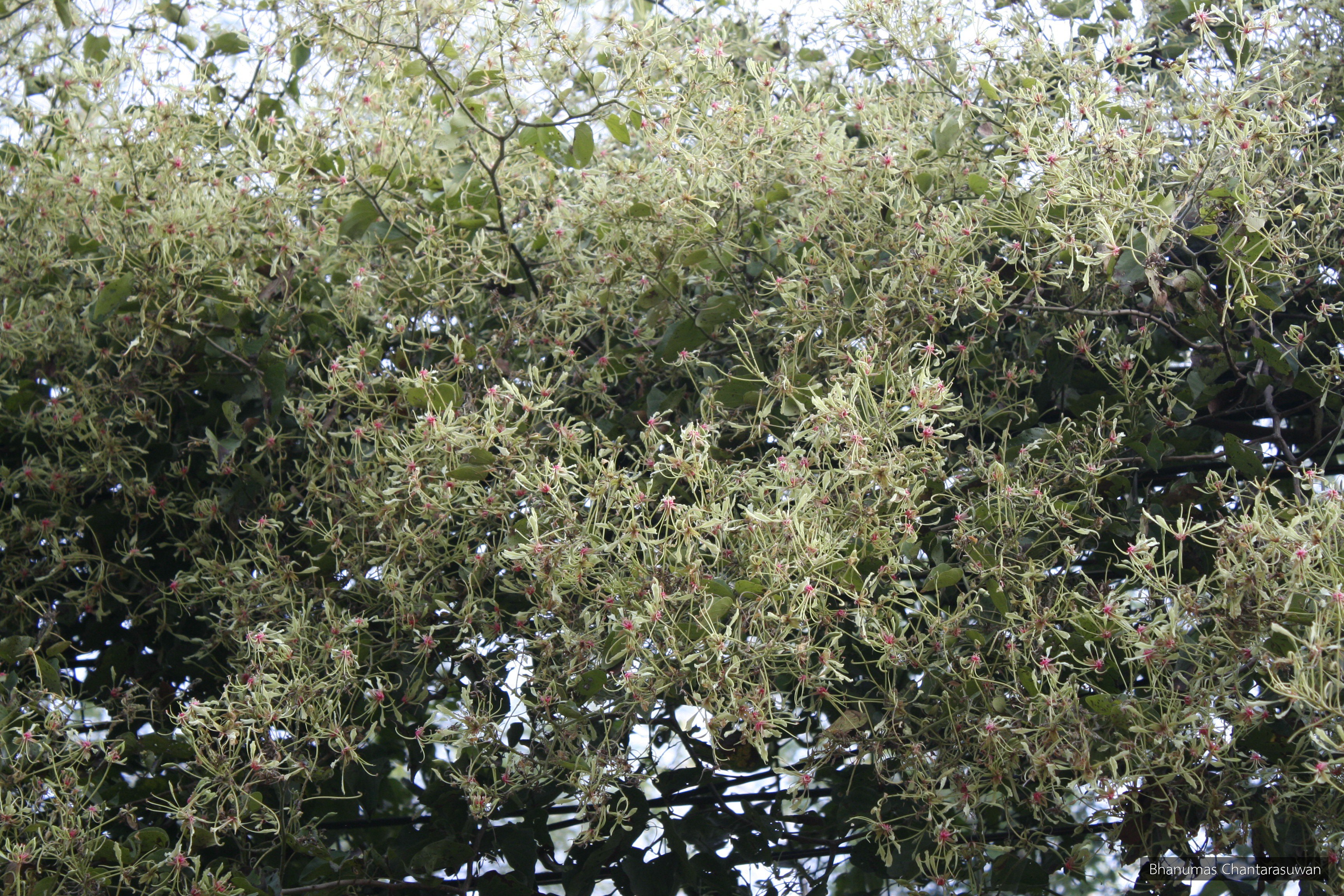 Phanera involucellata
