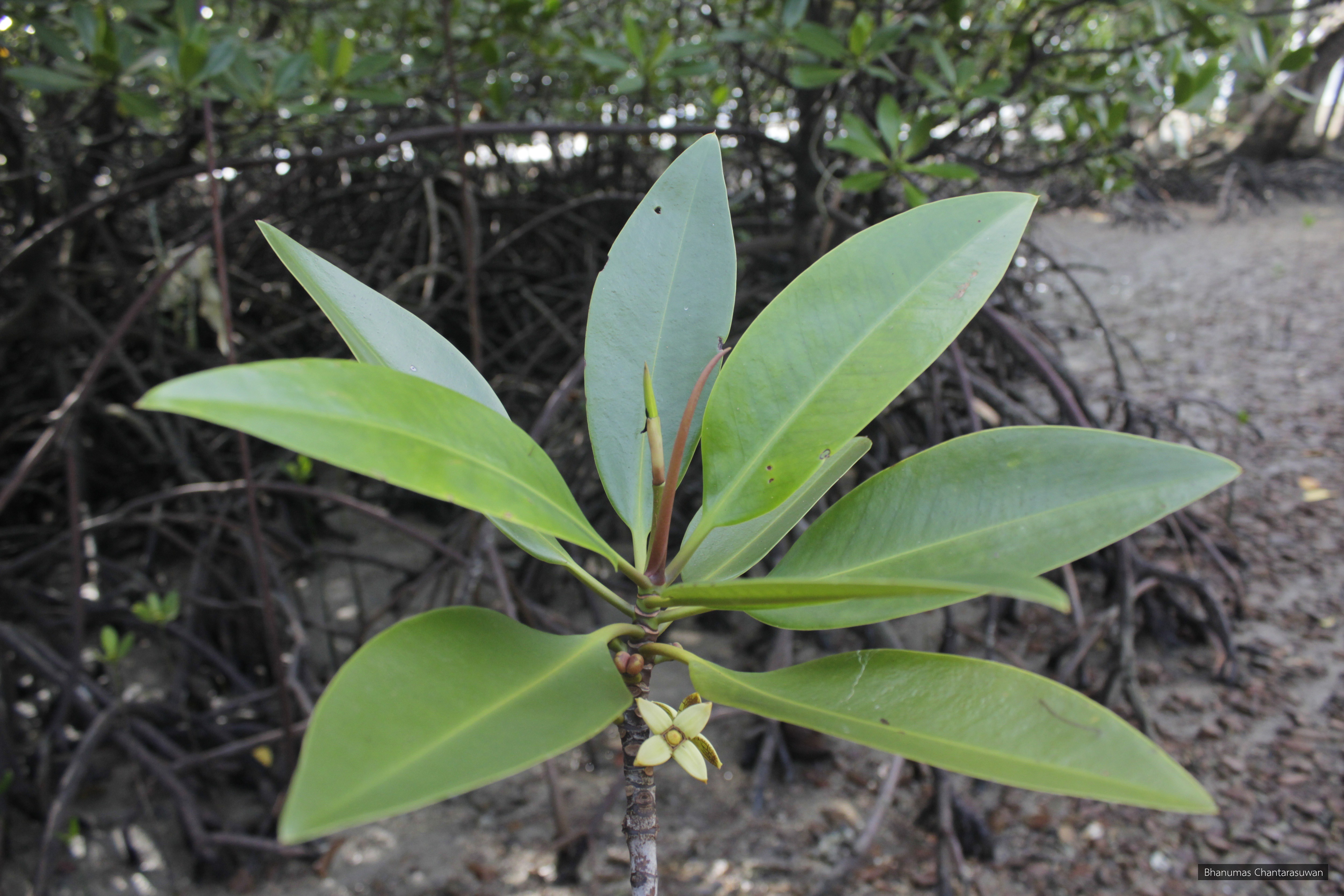 Rhizophora apiculata