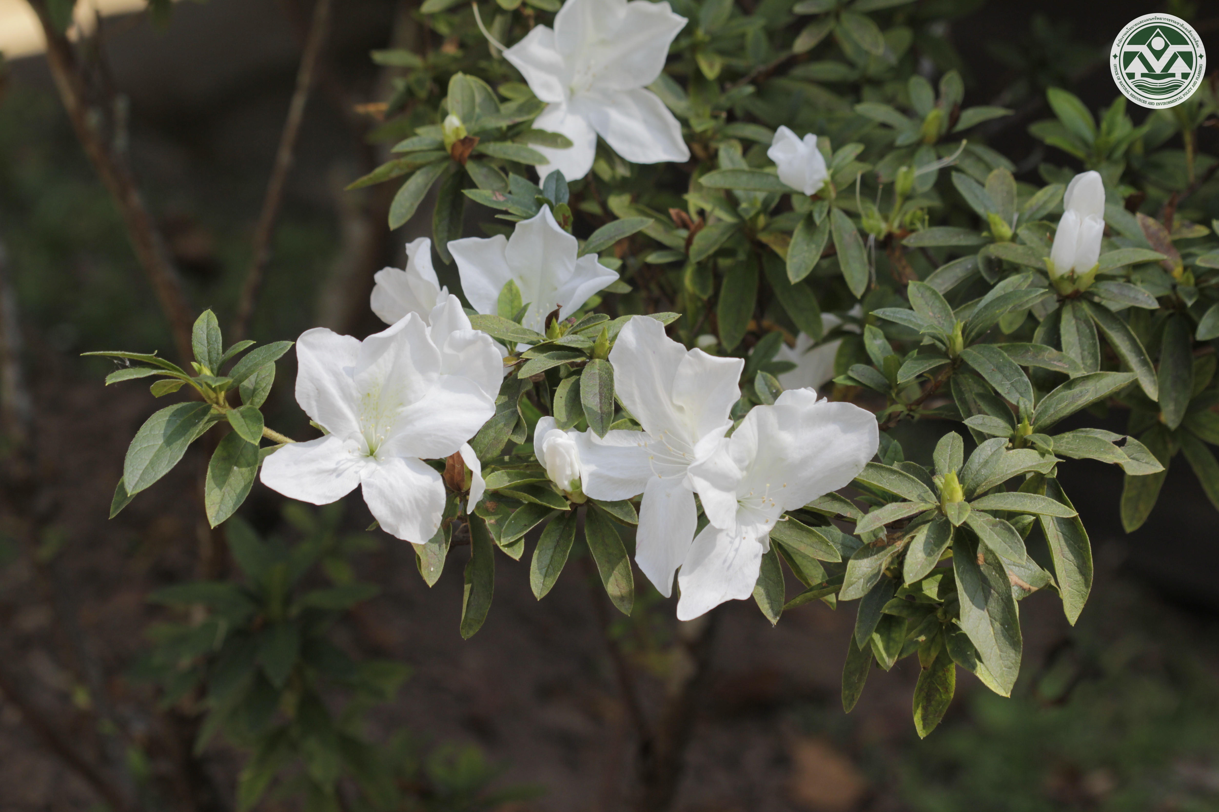 Rhododendron microphyton