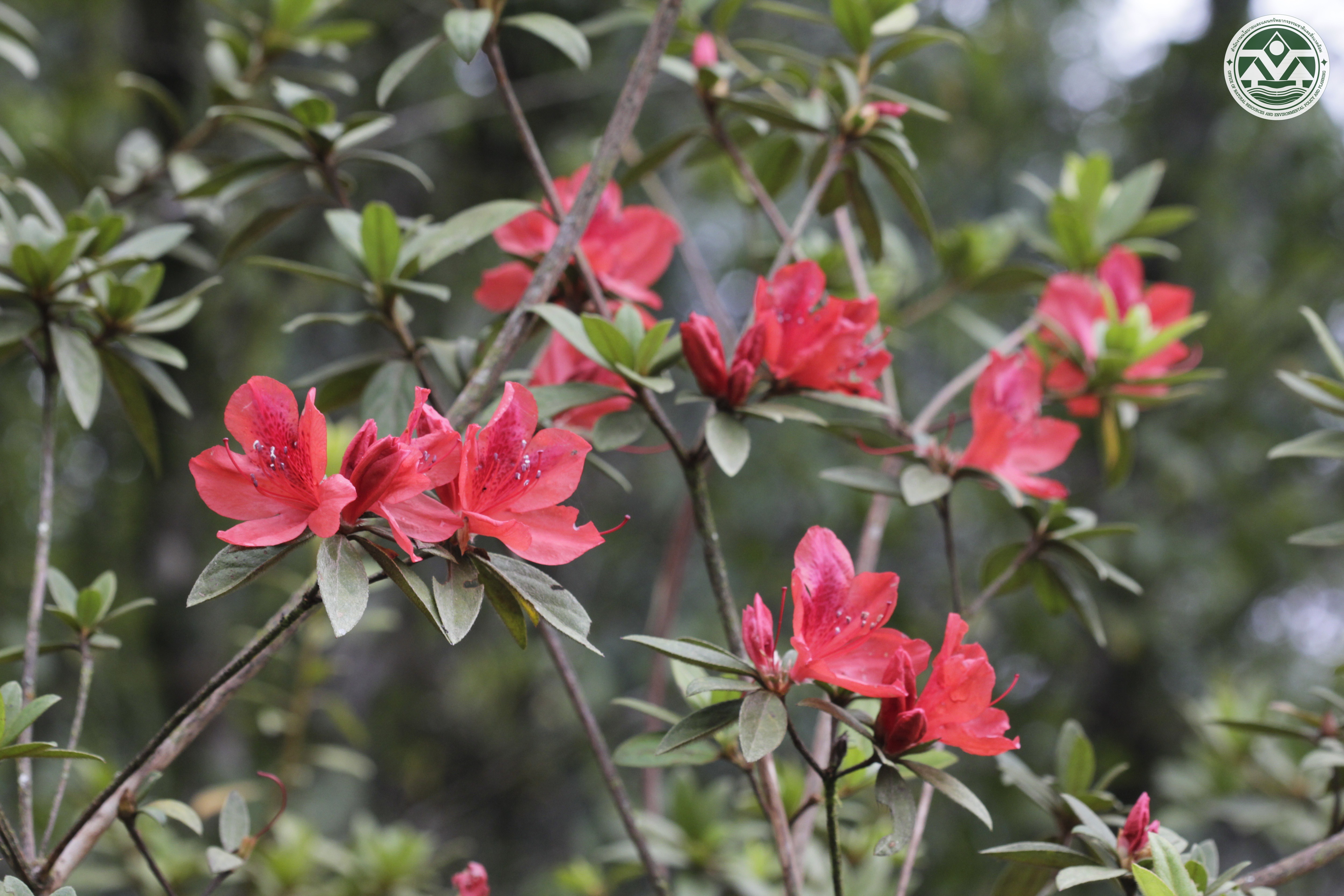 Rhododendron simsii