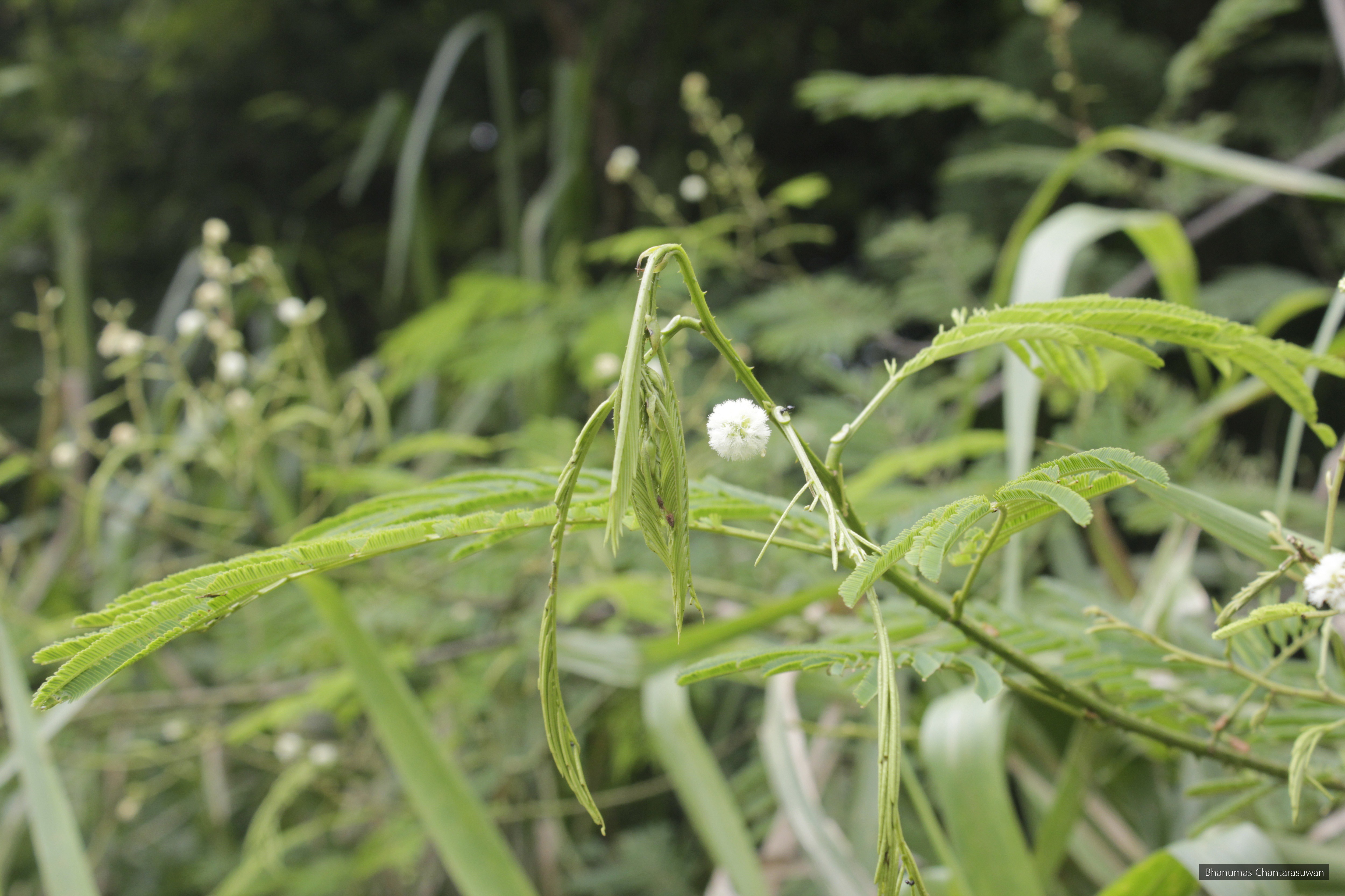 Senegalia pennata