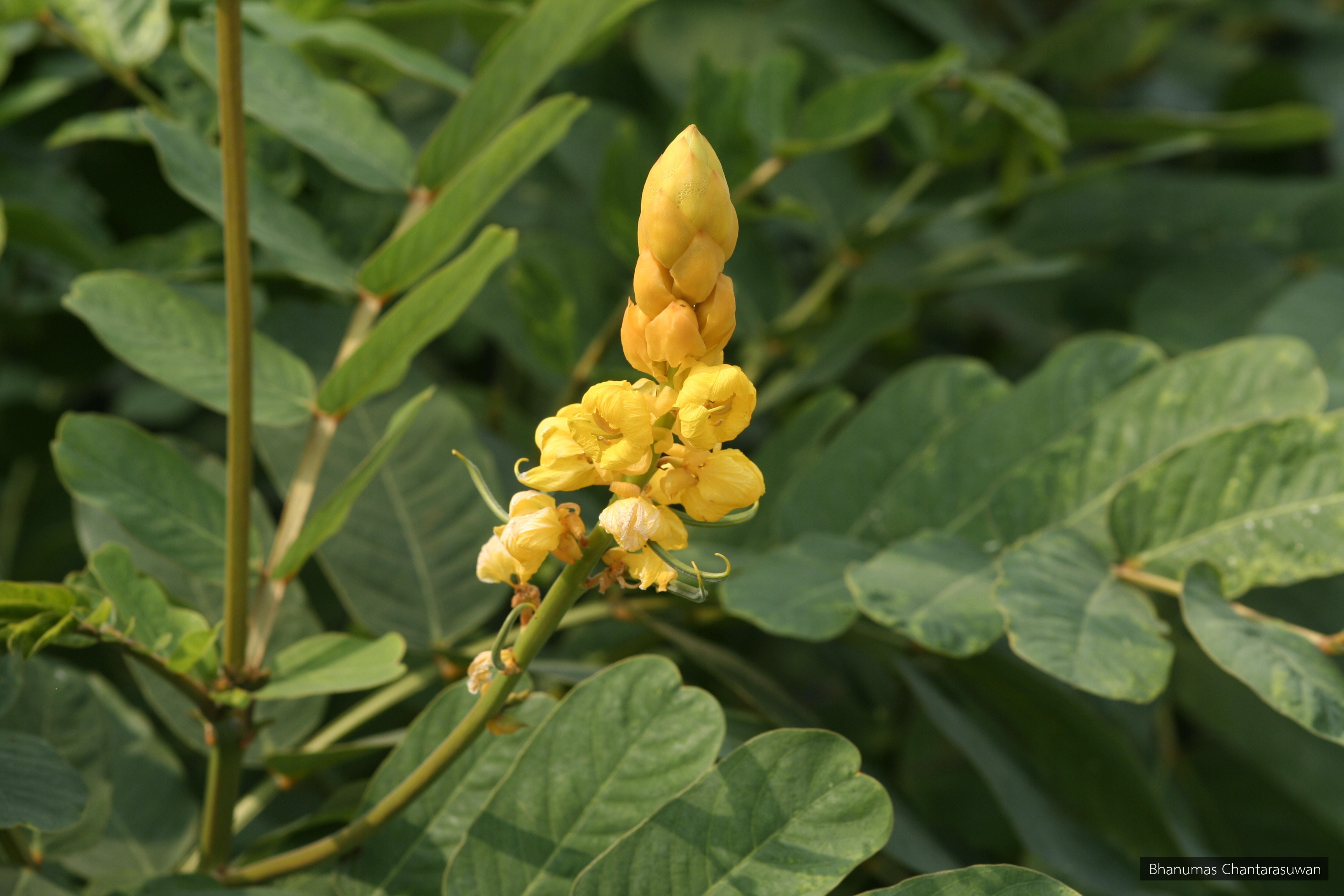 Senna alata