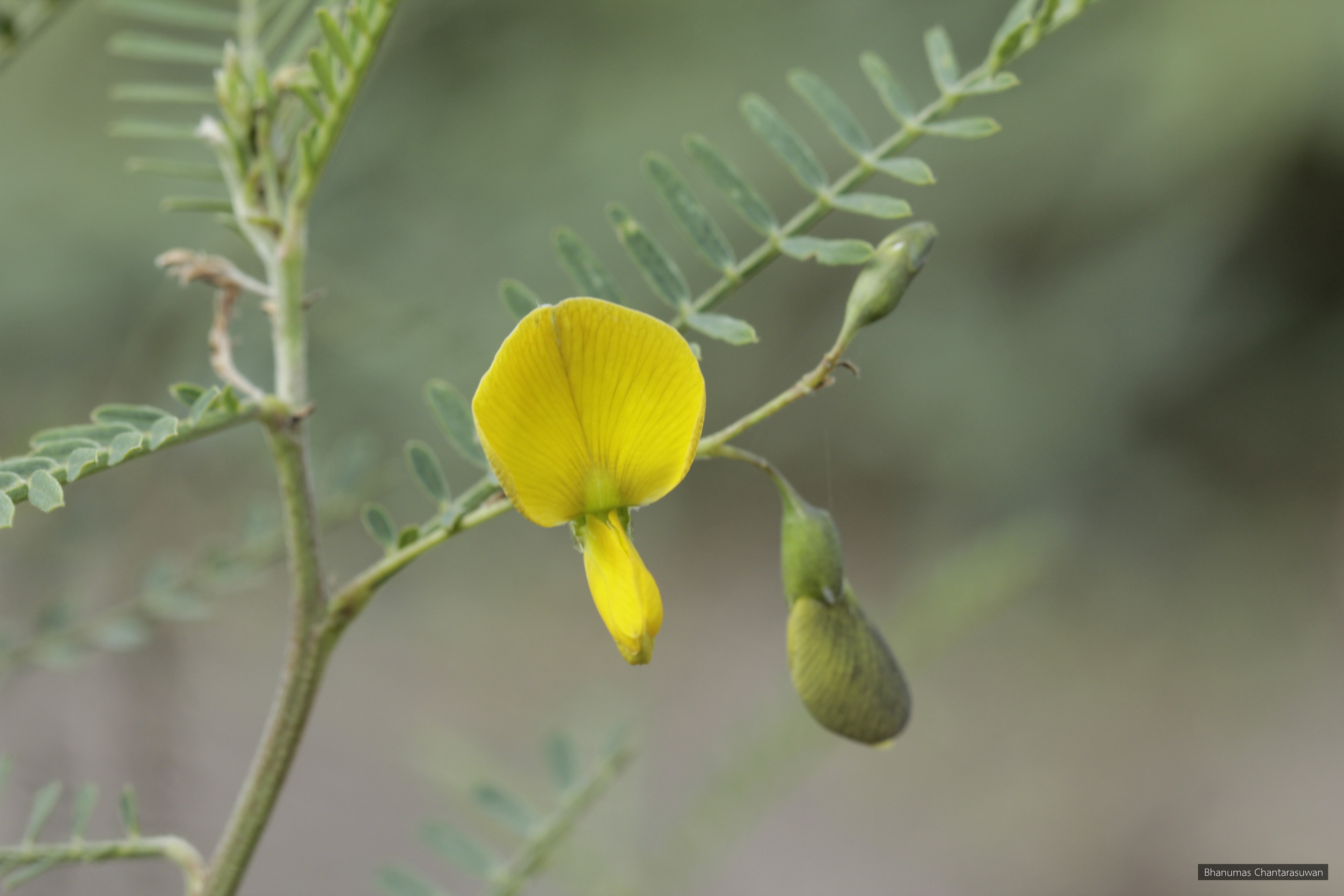 Sesbania javanica