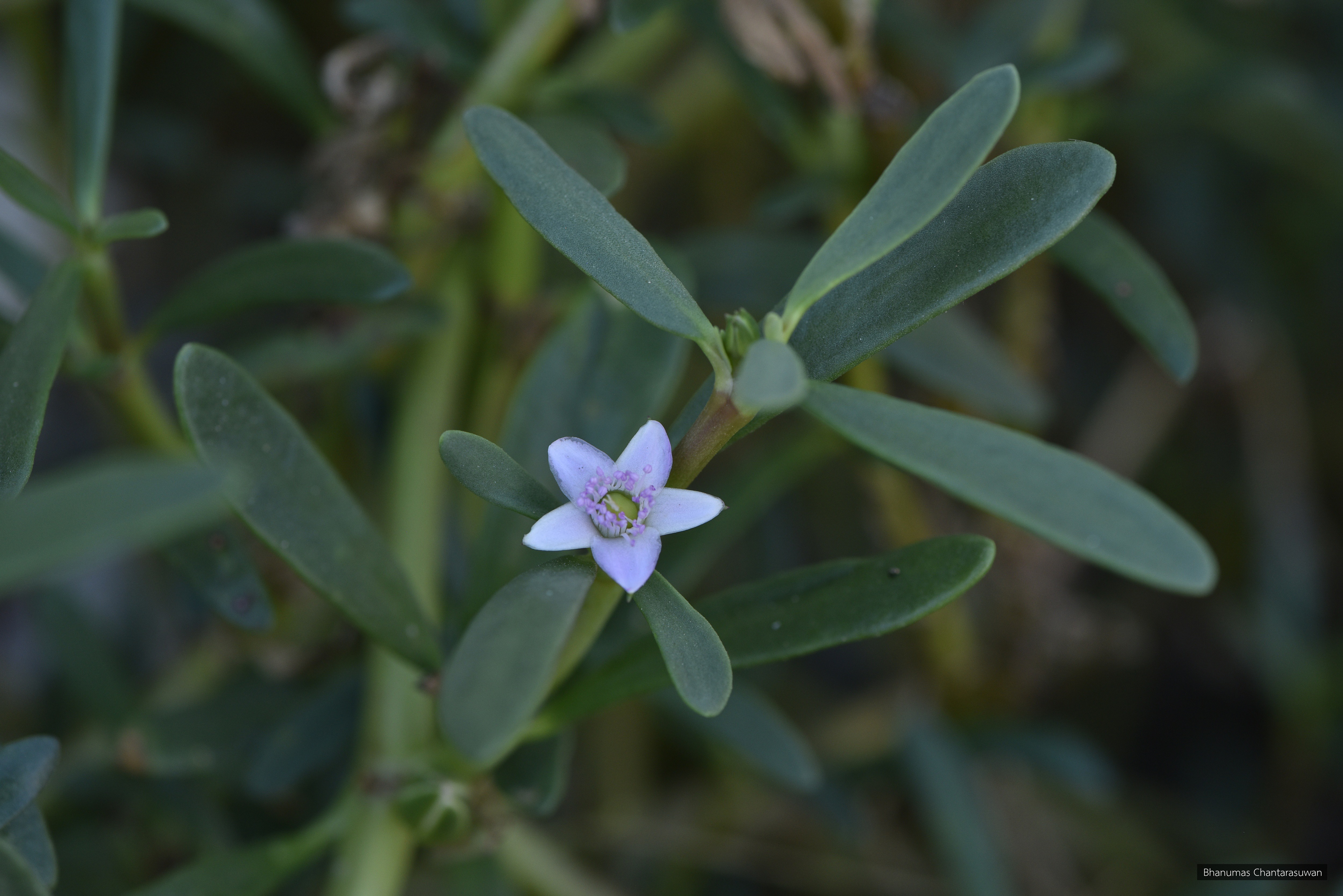 Sesuvium portulacastrum