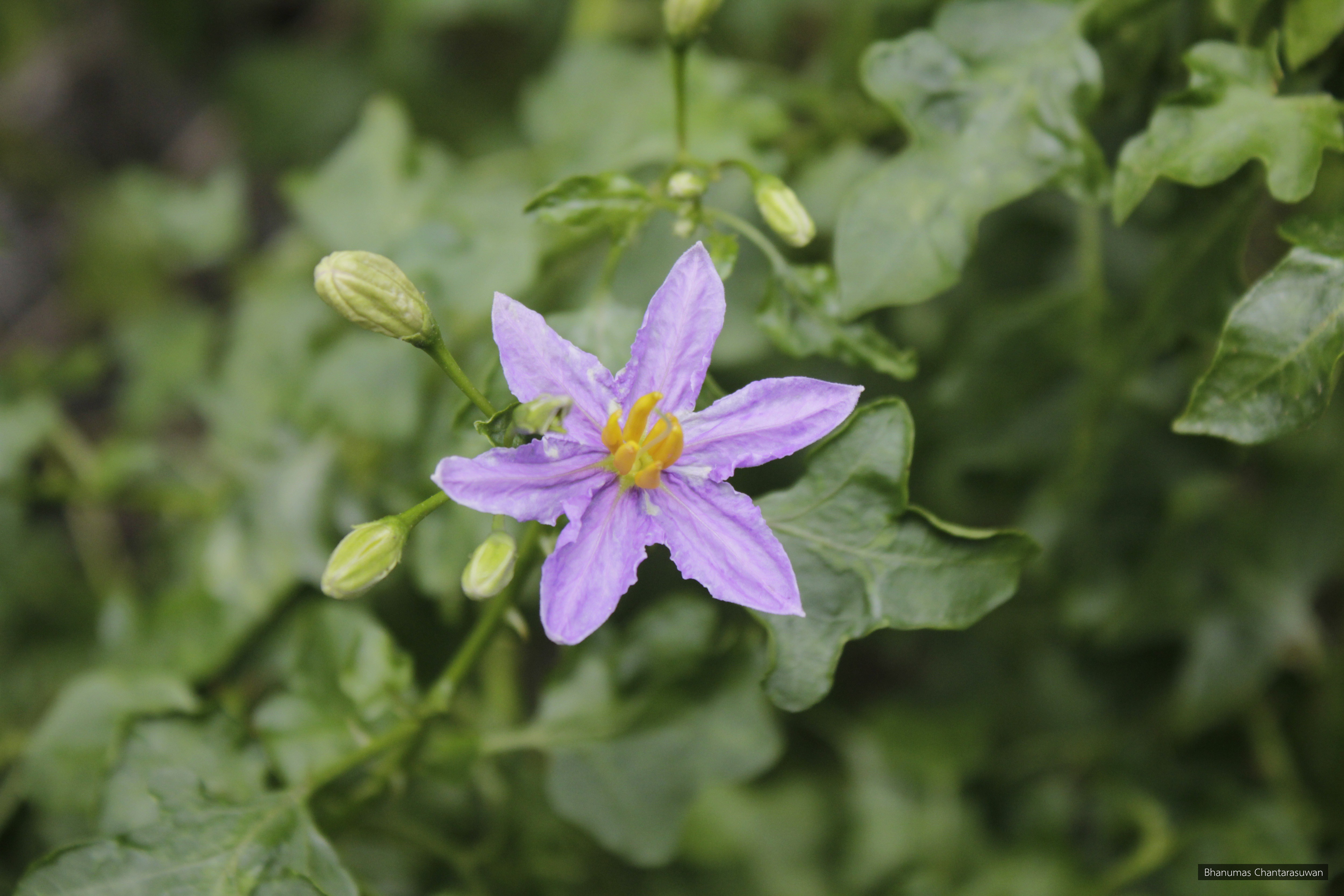 Solanum trilobatum
