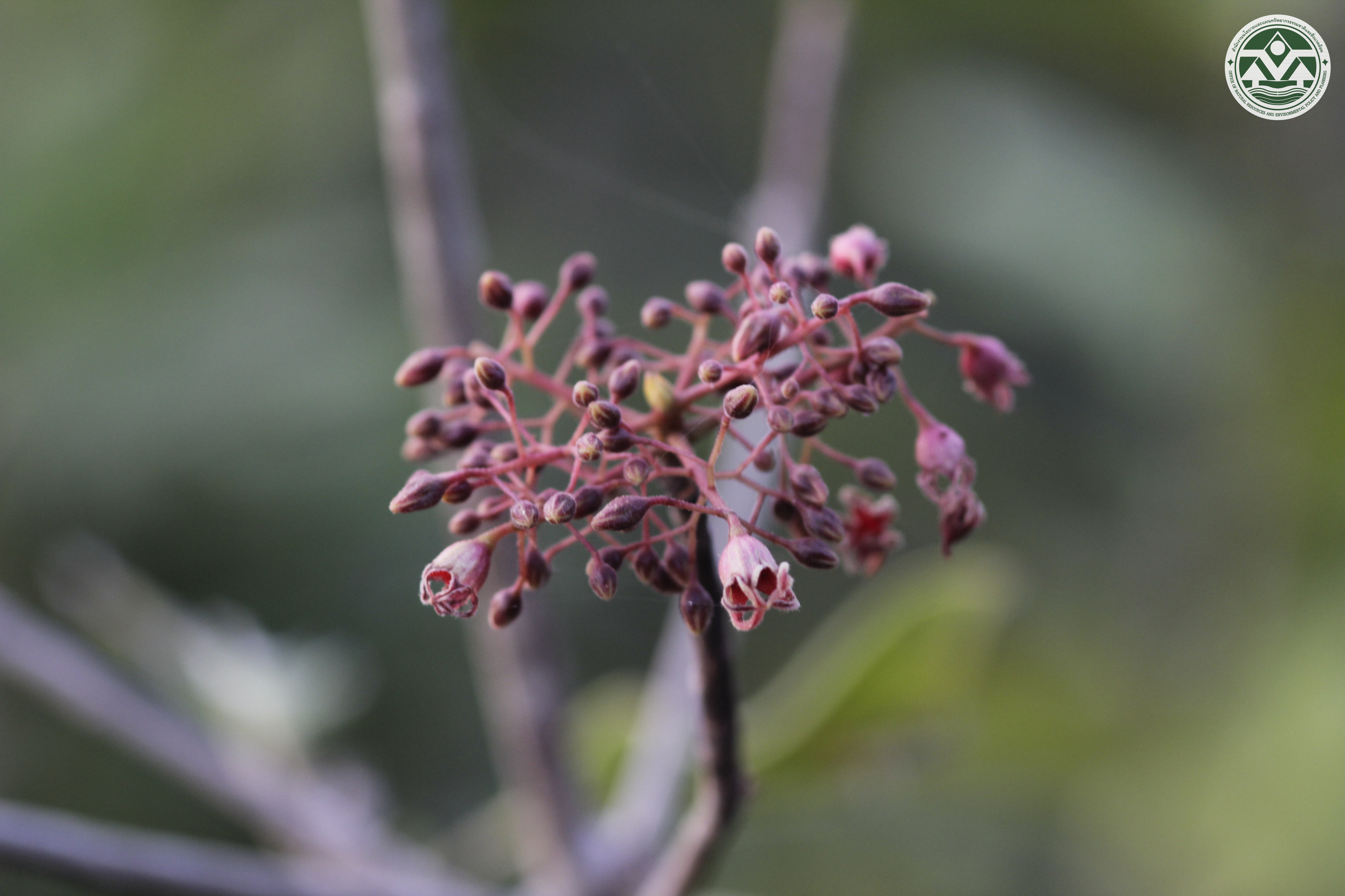 Sterculia lancaviensis