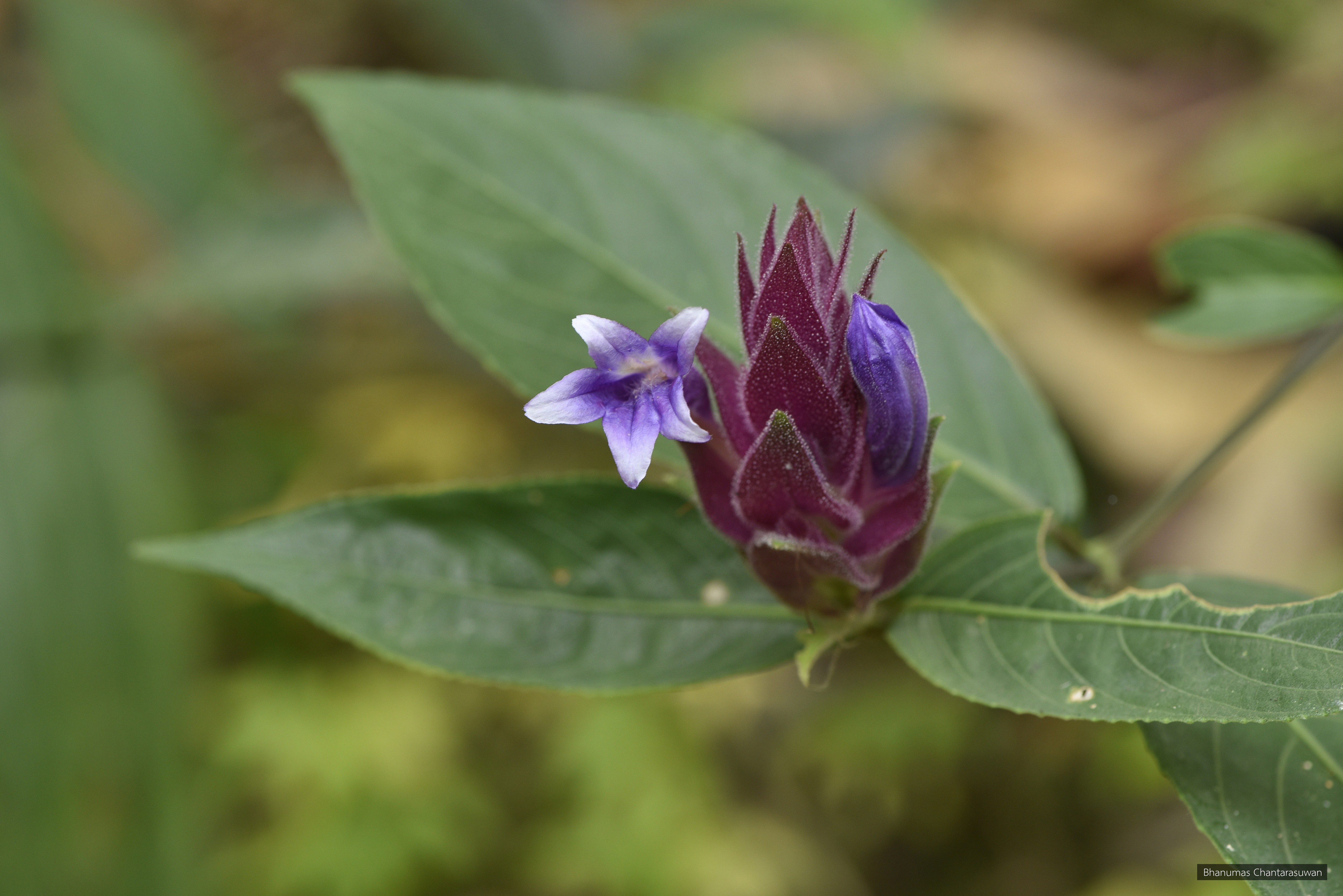 Strobilanthes spirei