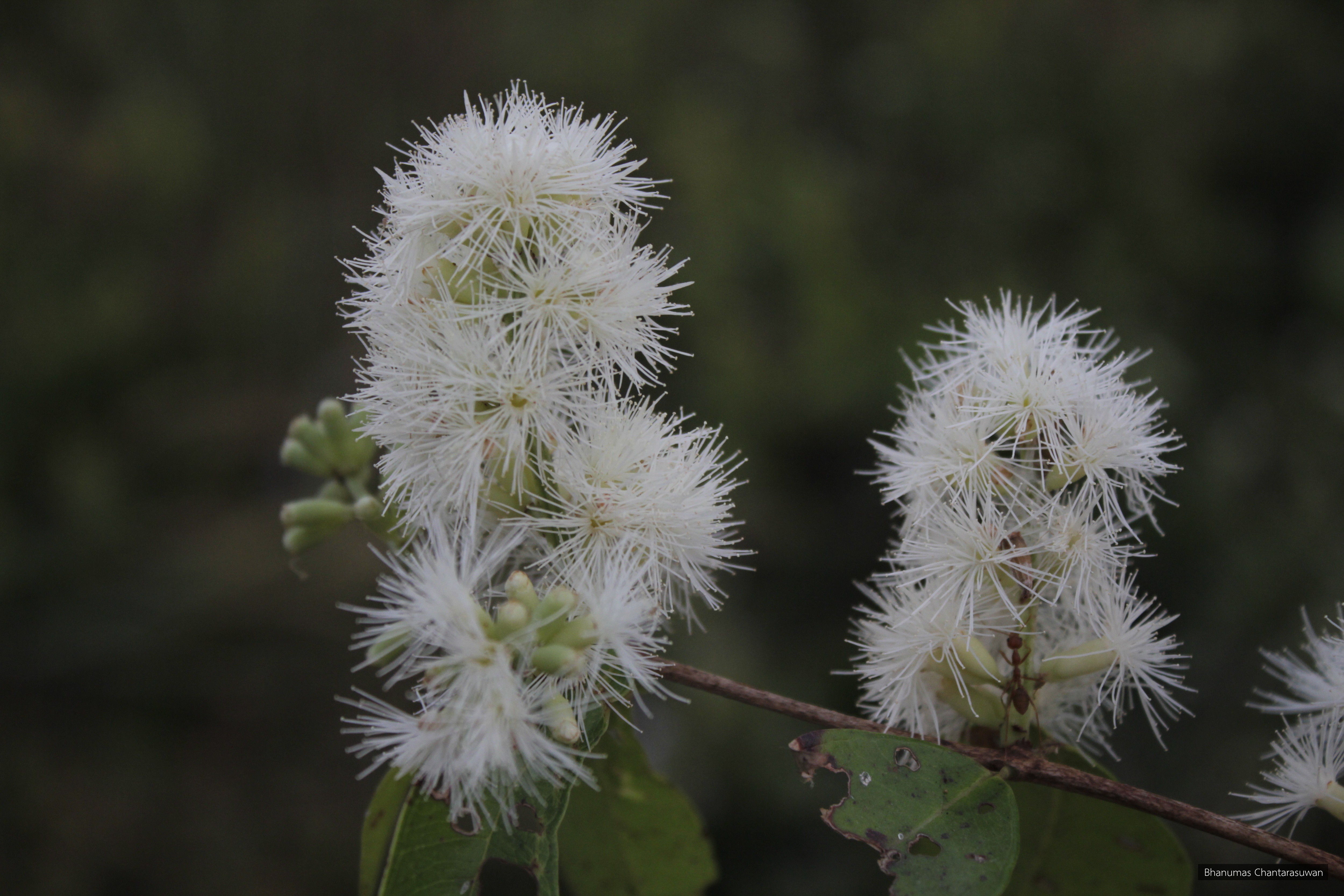Syzygium gratum