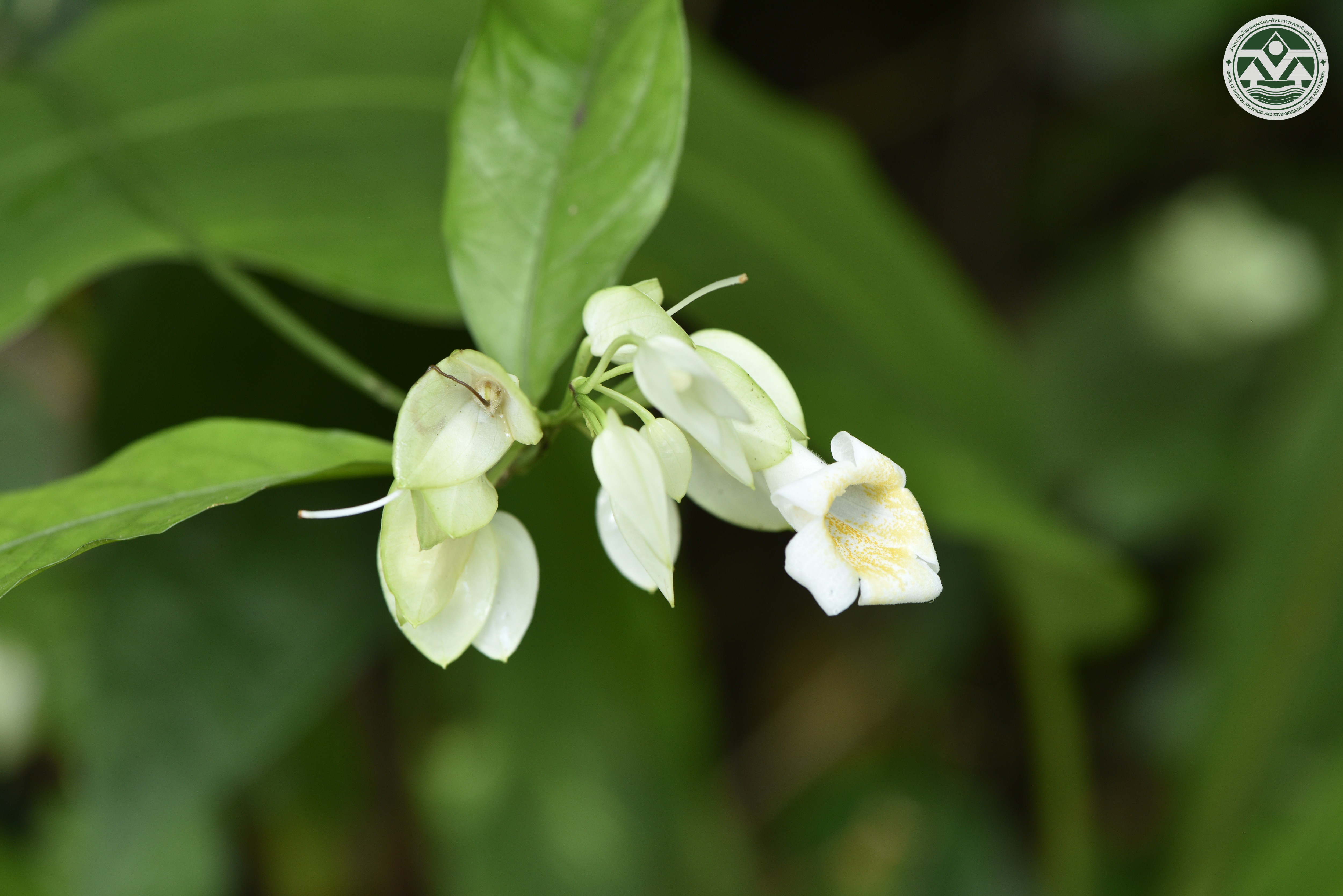 Thunbergia amphaii