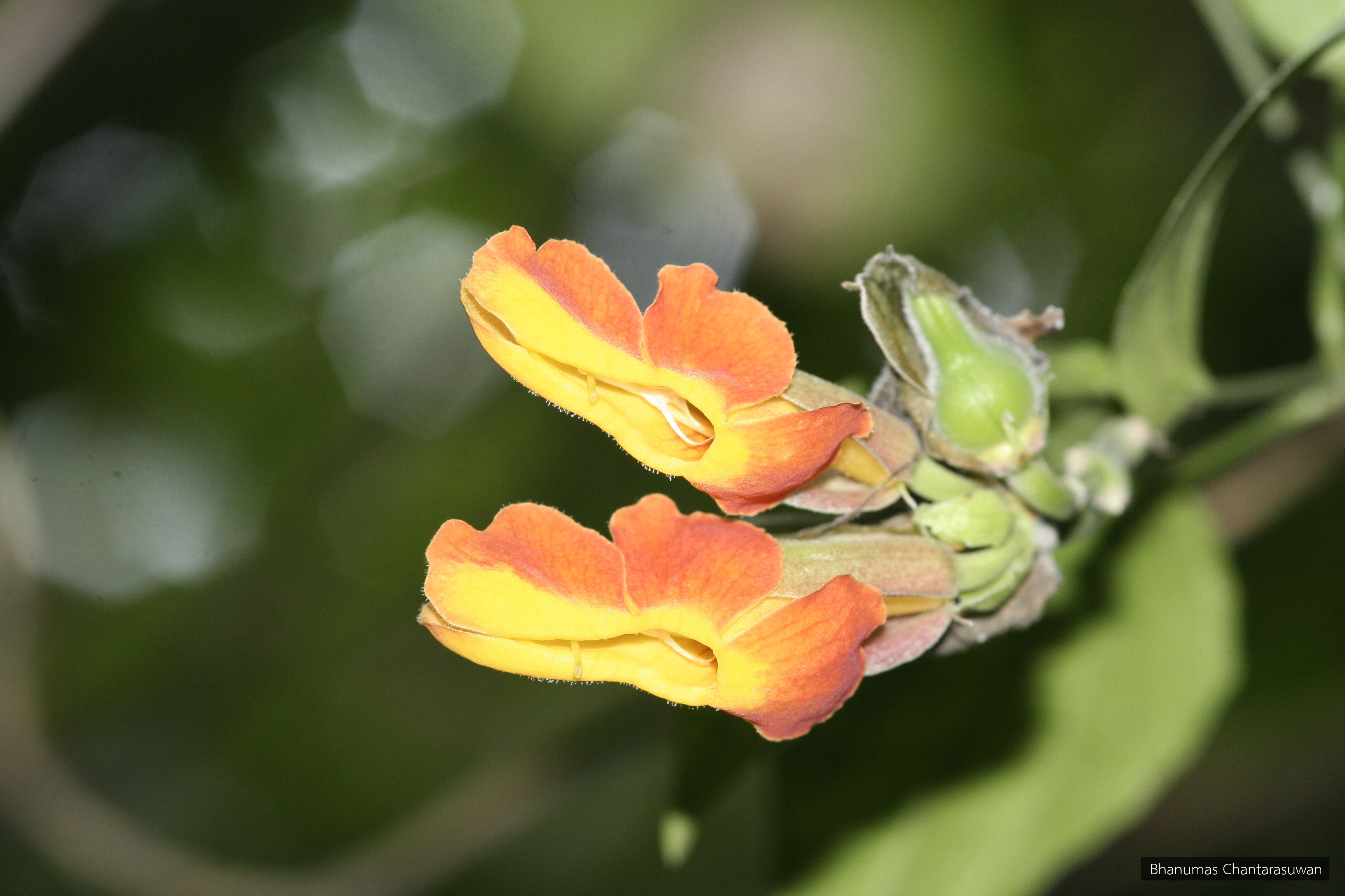 Thunbergia hossei