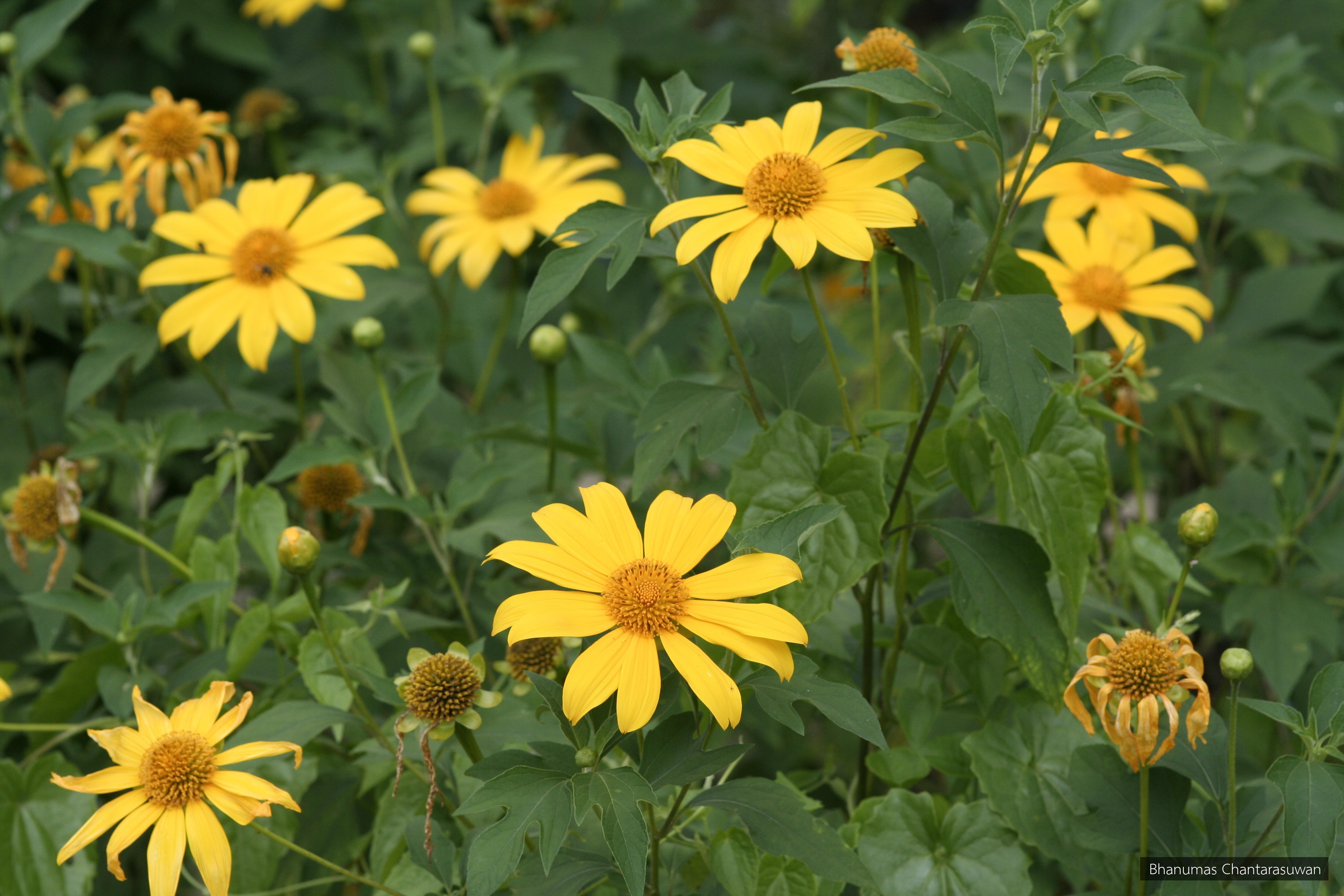 Tithonia diversifolia