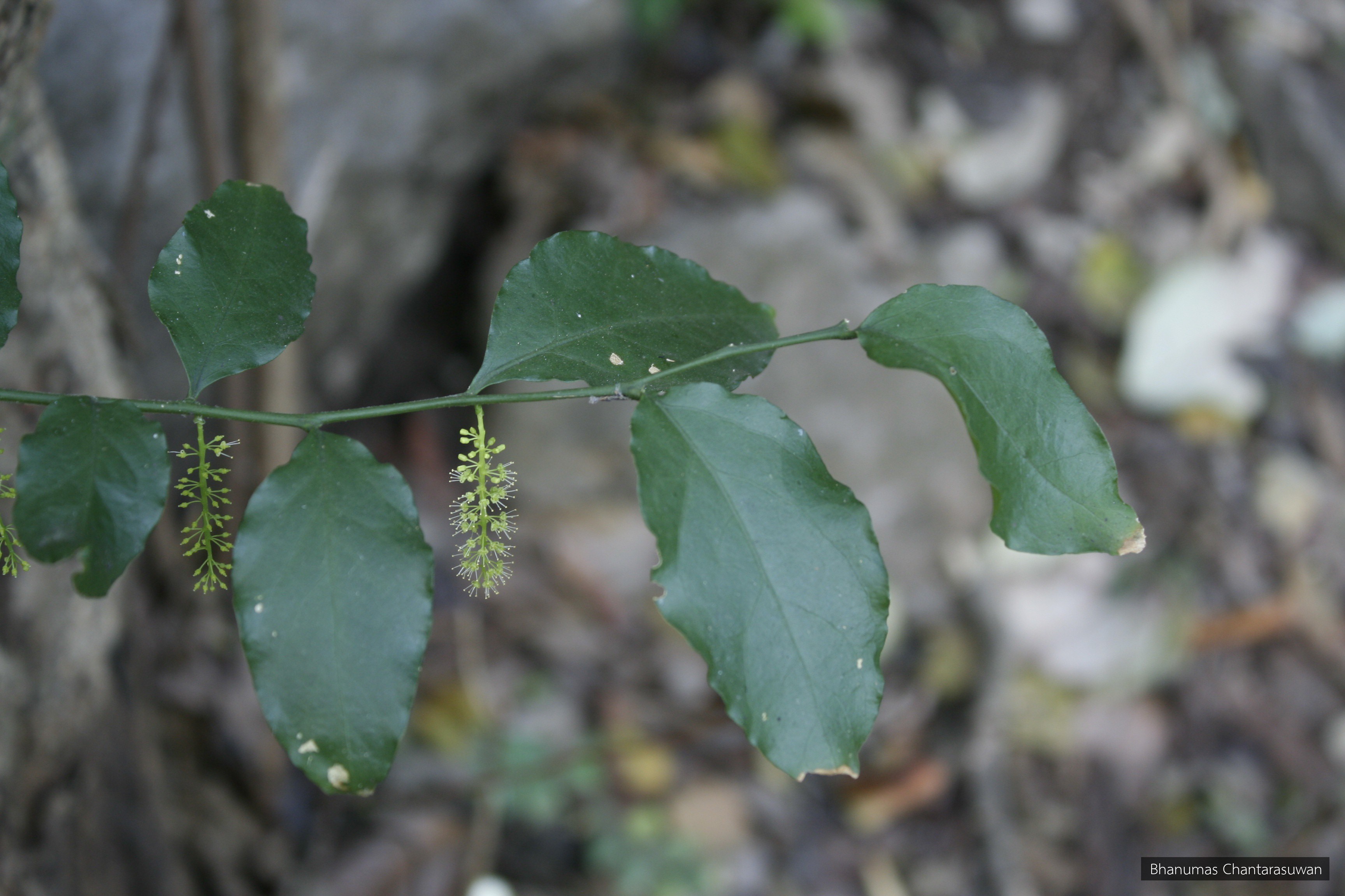 Urobotrya siamensis