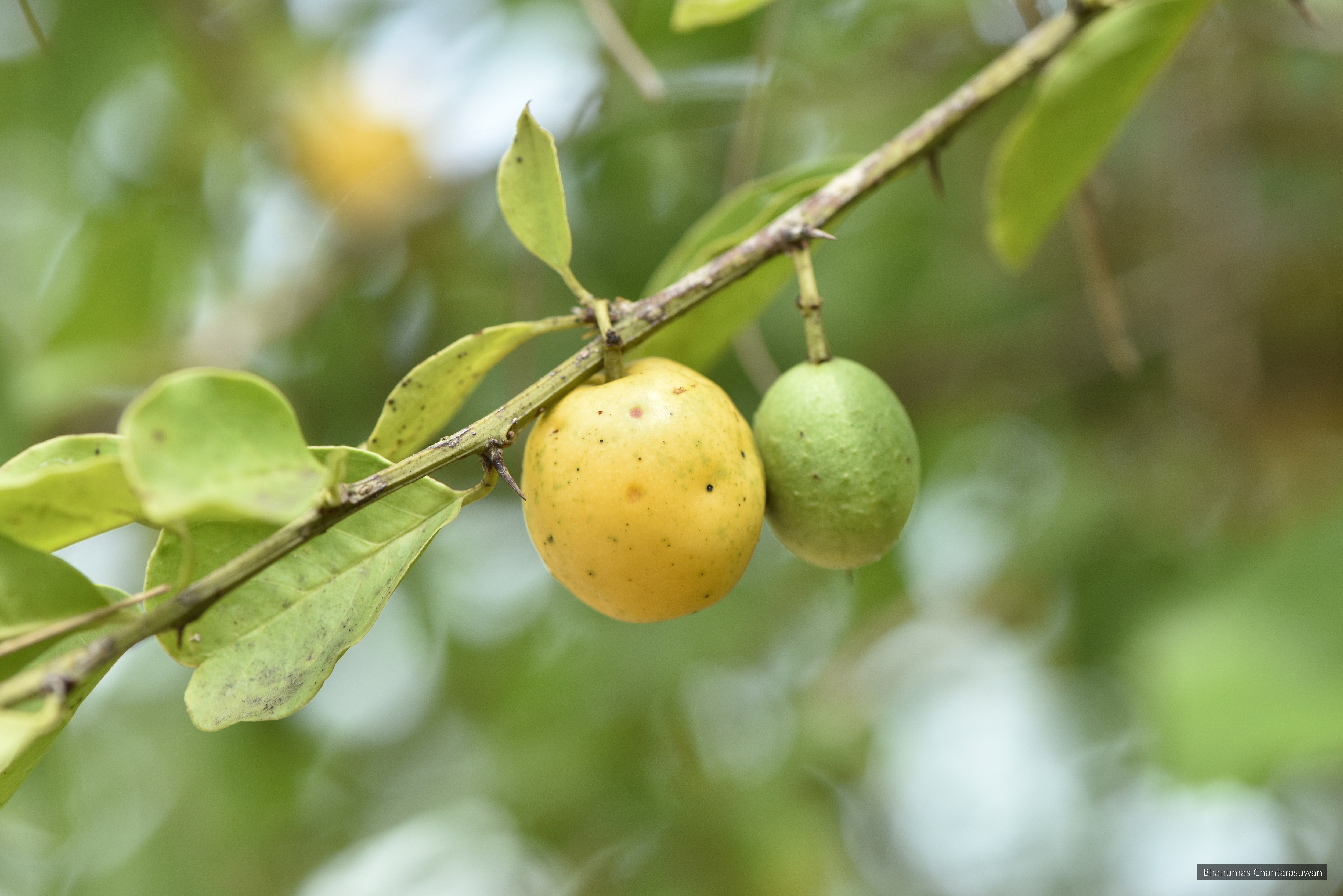 Ximenia americana
