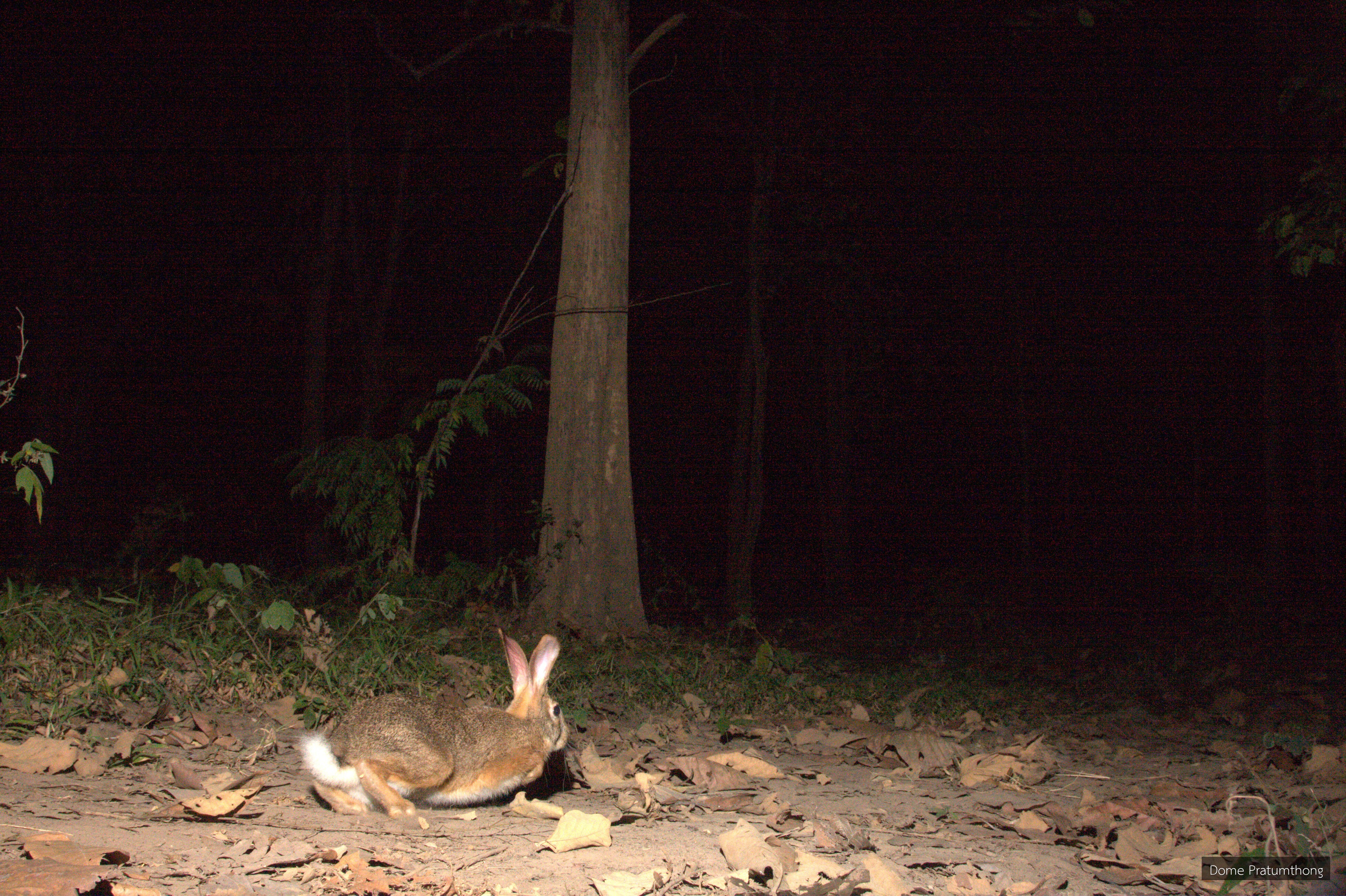 Lepus peguensis