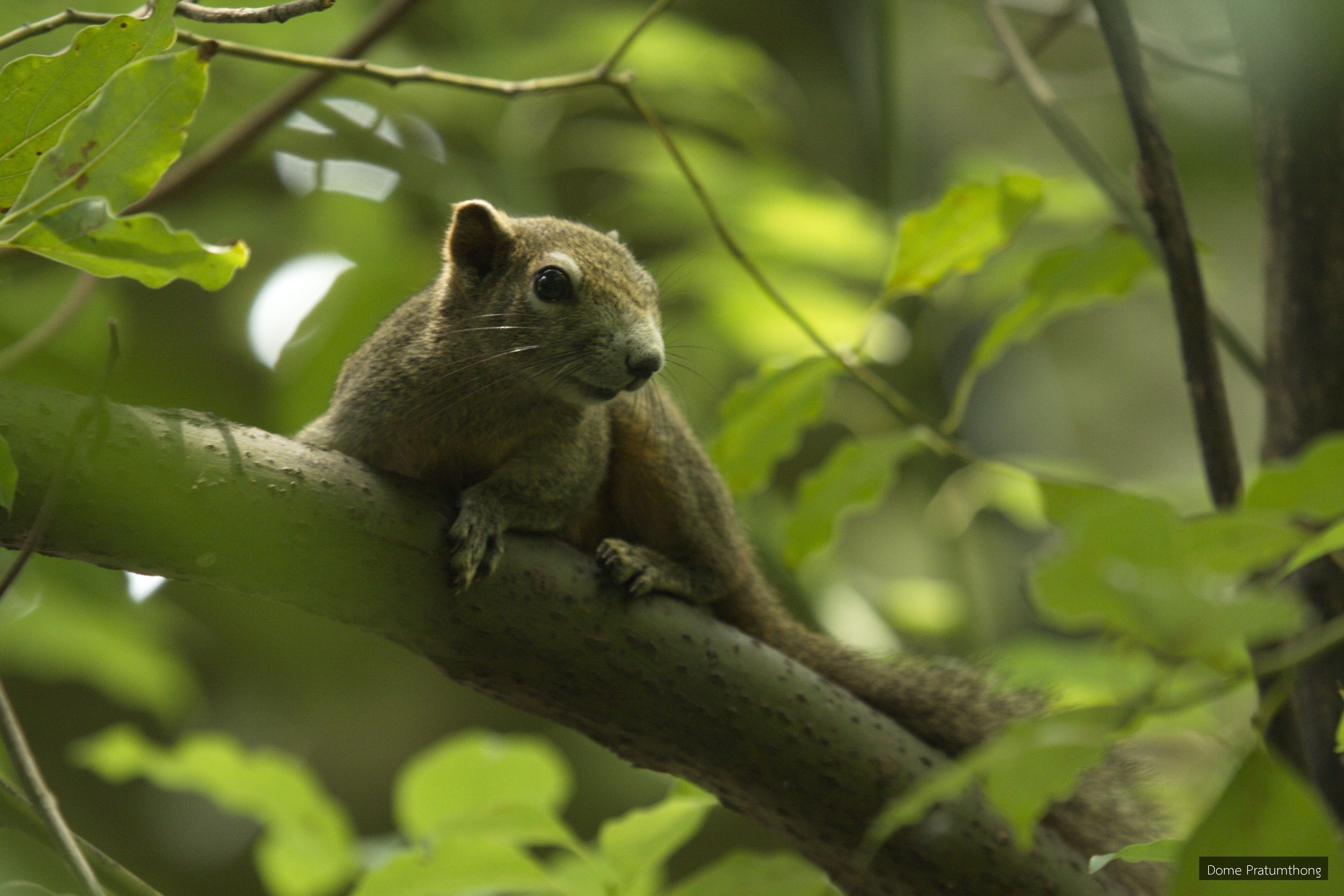 Callosciurus erythraeus