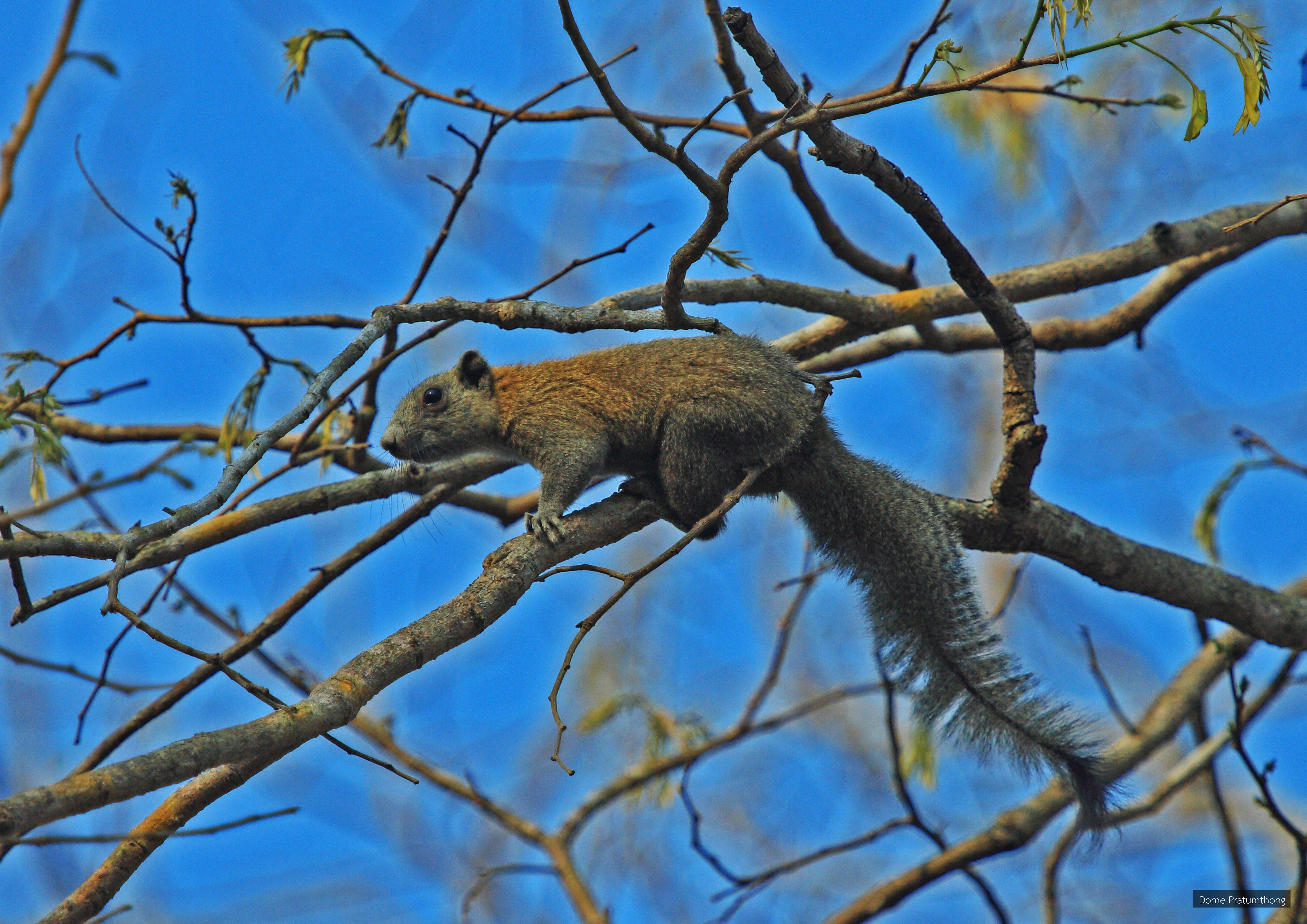 Callosciurus caniceps