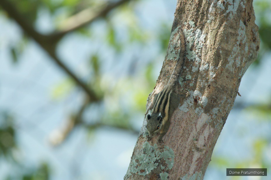 Tamiops rodolphii