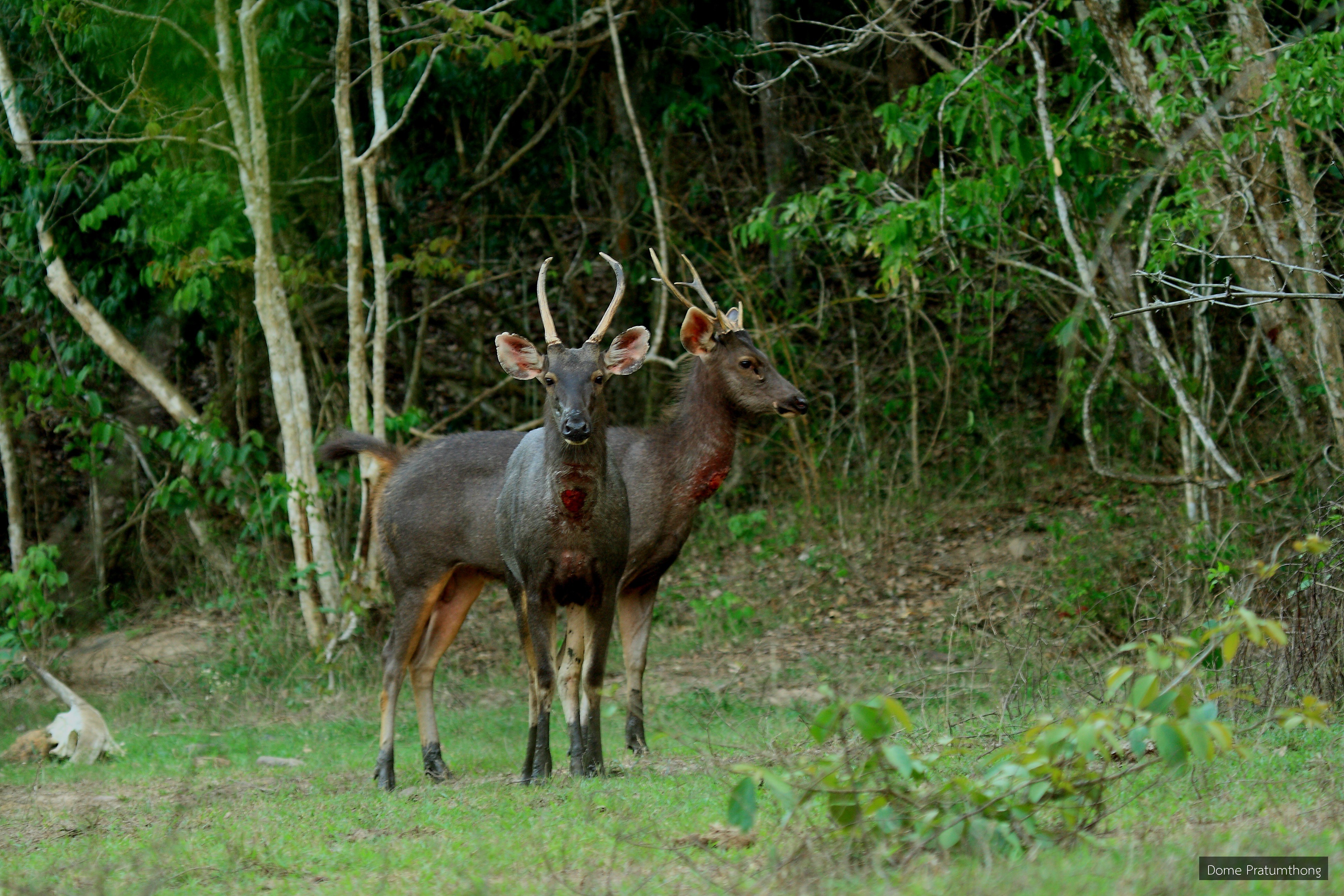Rusa unicolor