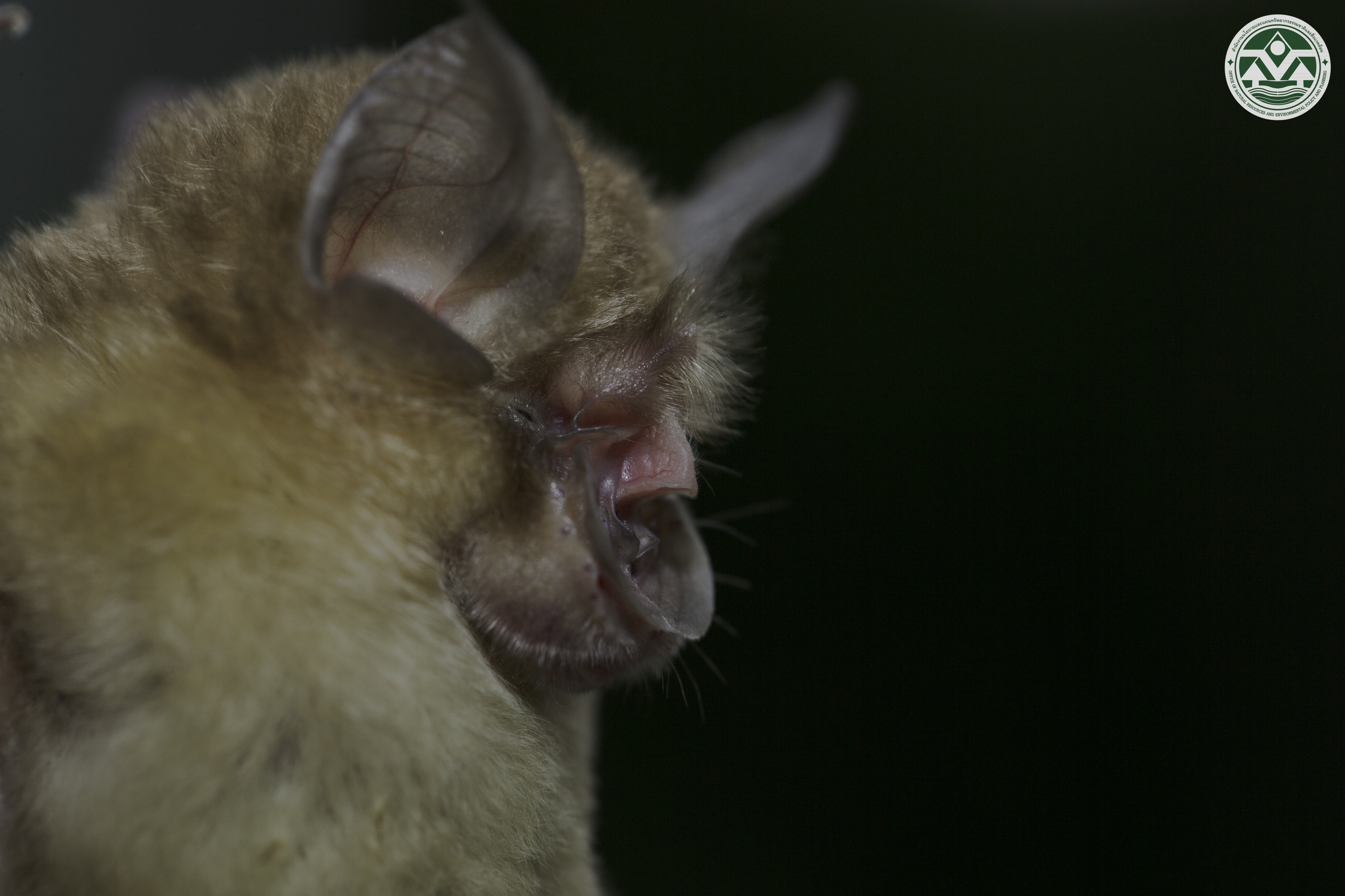 Rhinolophus coelophyllus