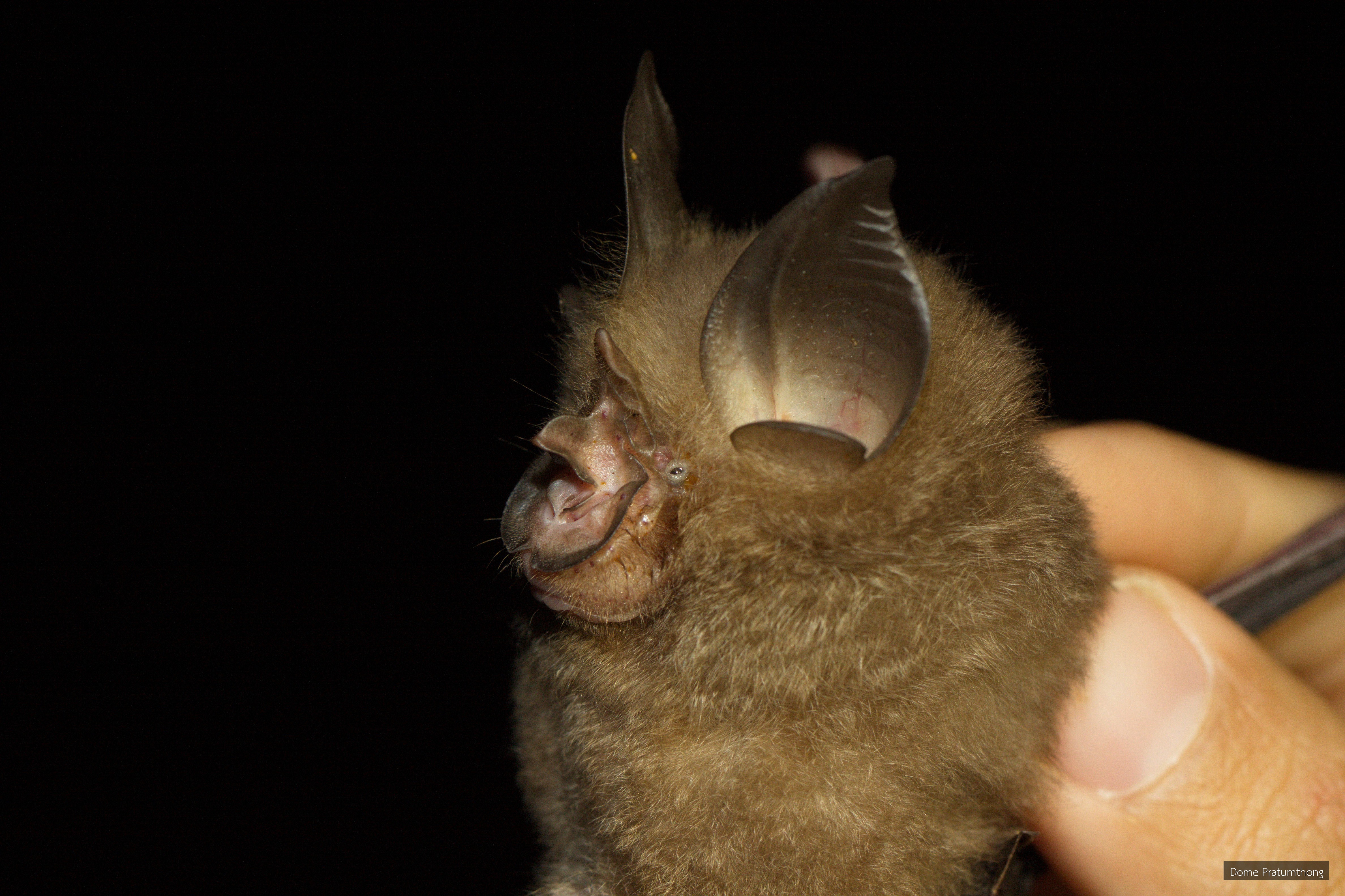Rhinolophus pearsonii