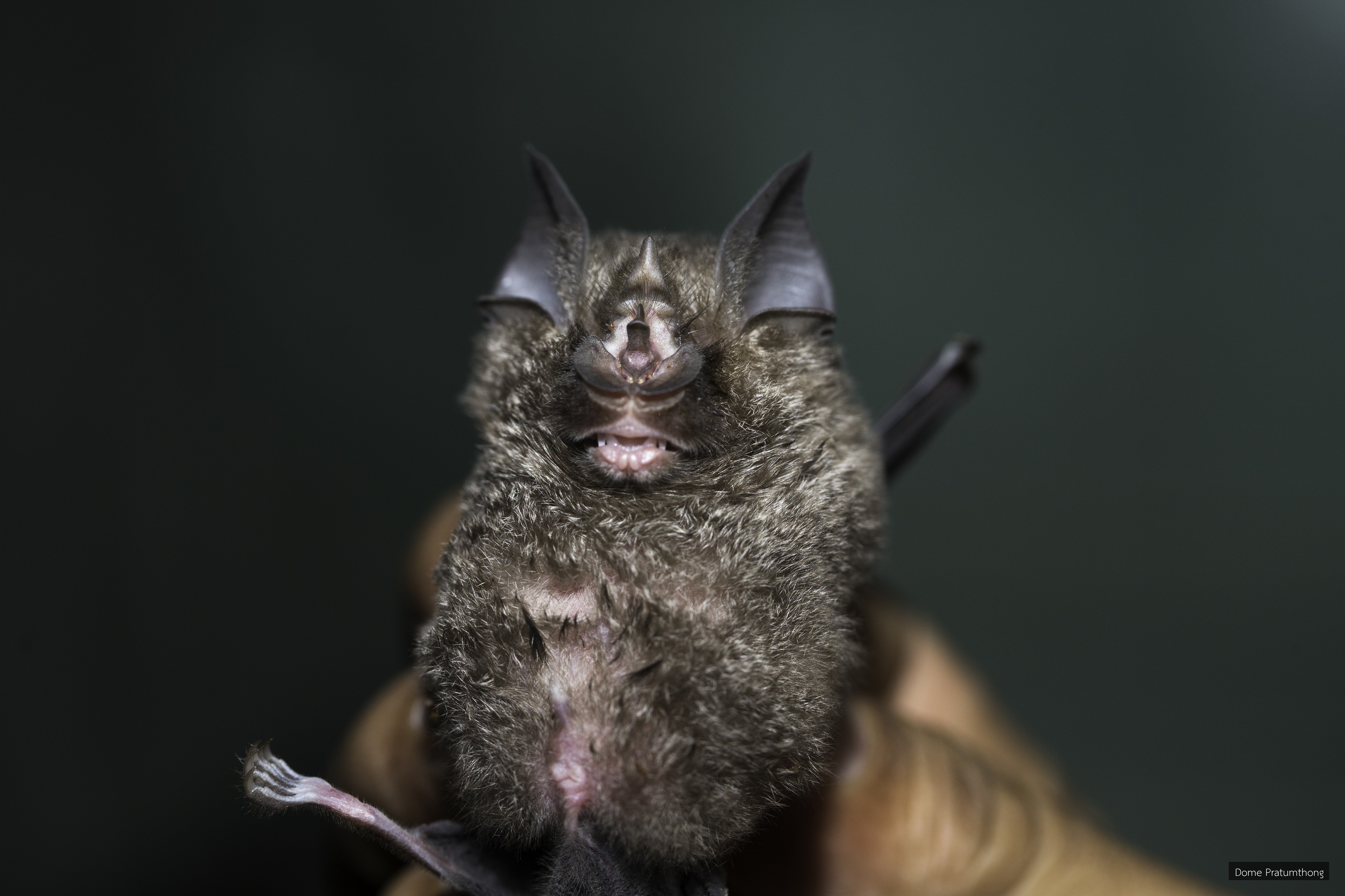 Rhinolophus malayanus