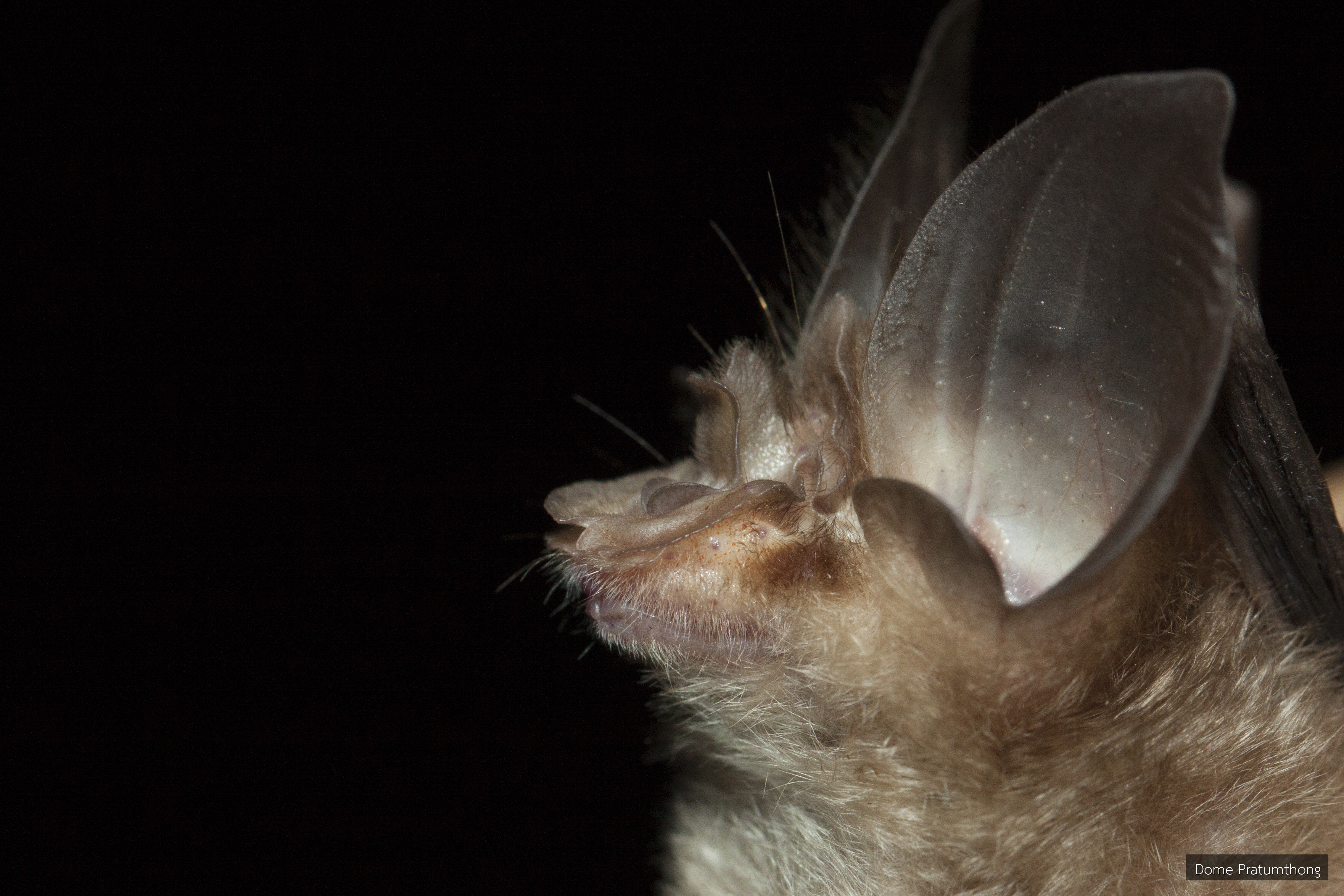 Rhinolophus siamensis