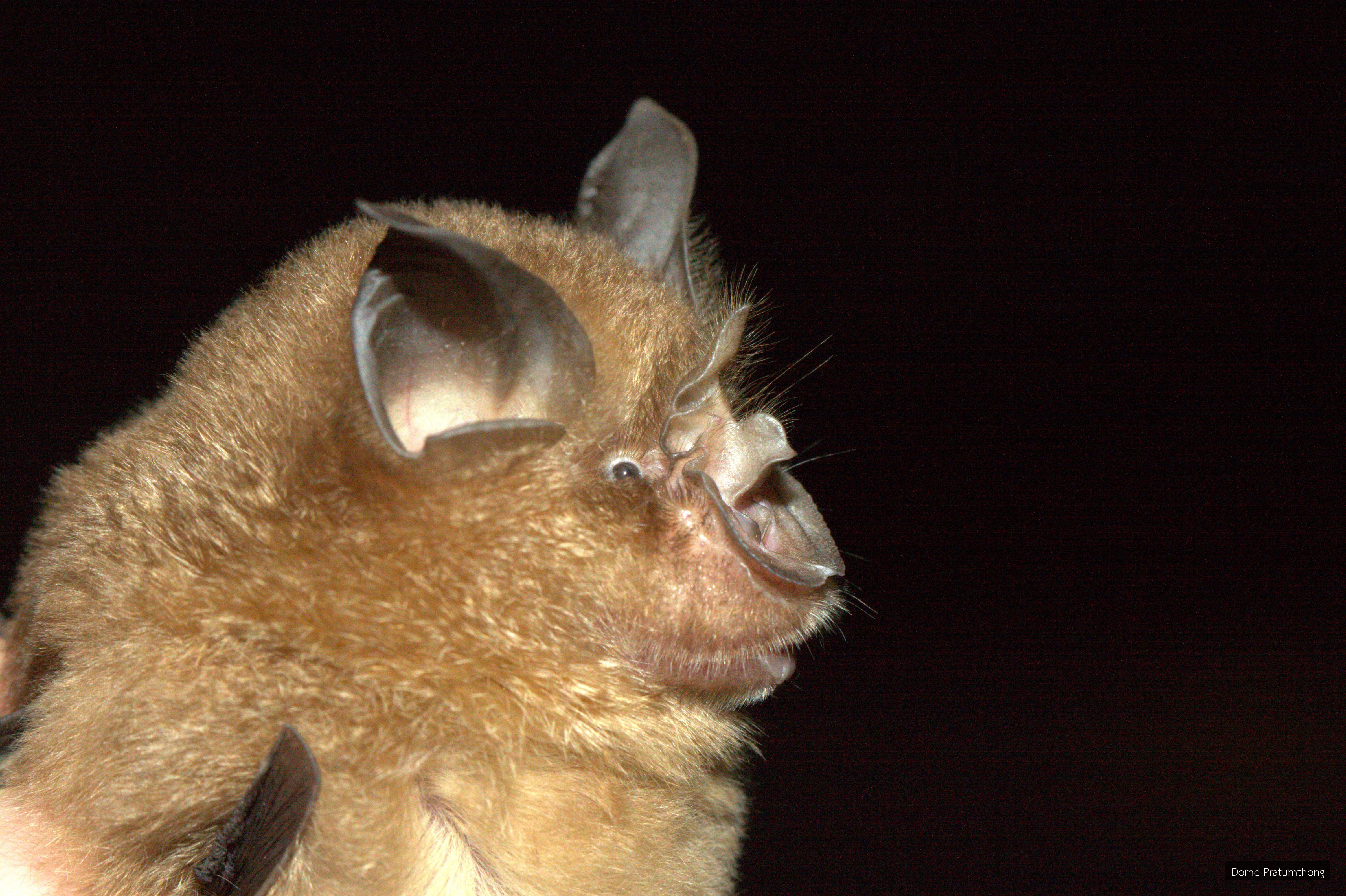 Rhinolophus affinis
