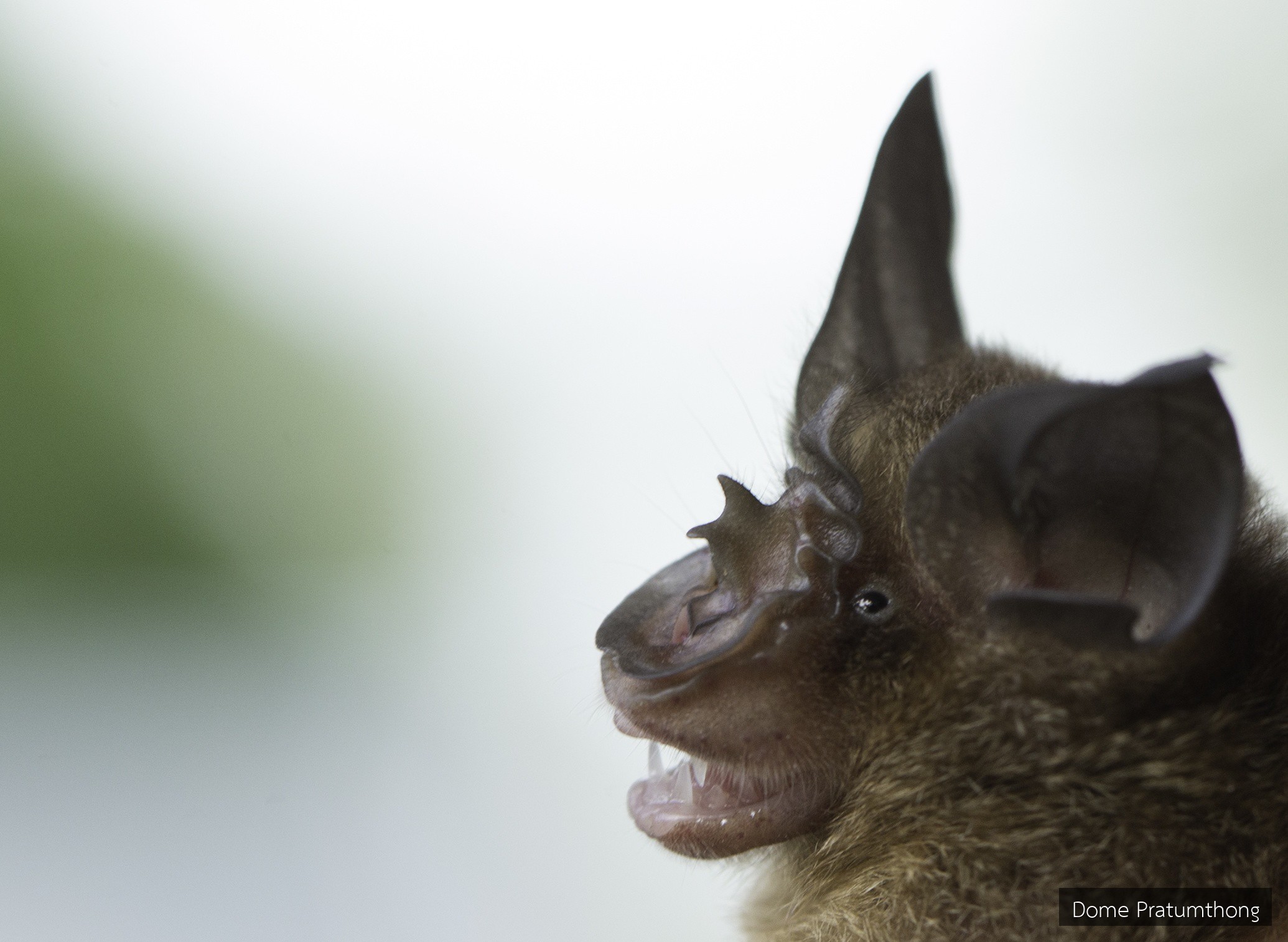 Rhinolophus pusillus