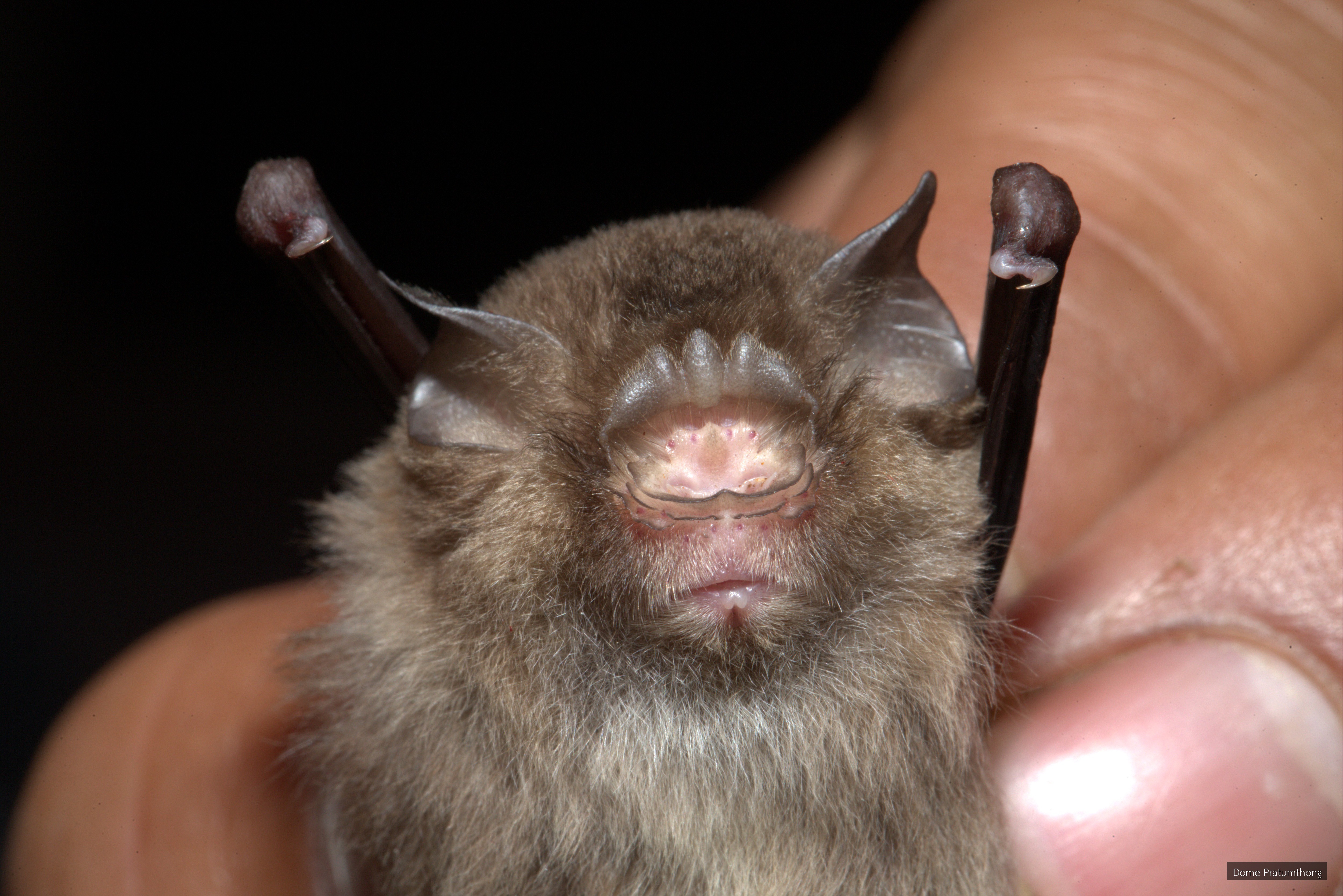 Aselliscus stoliczkanus