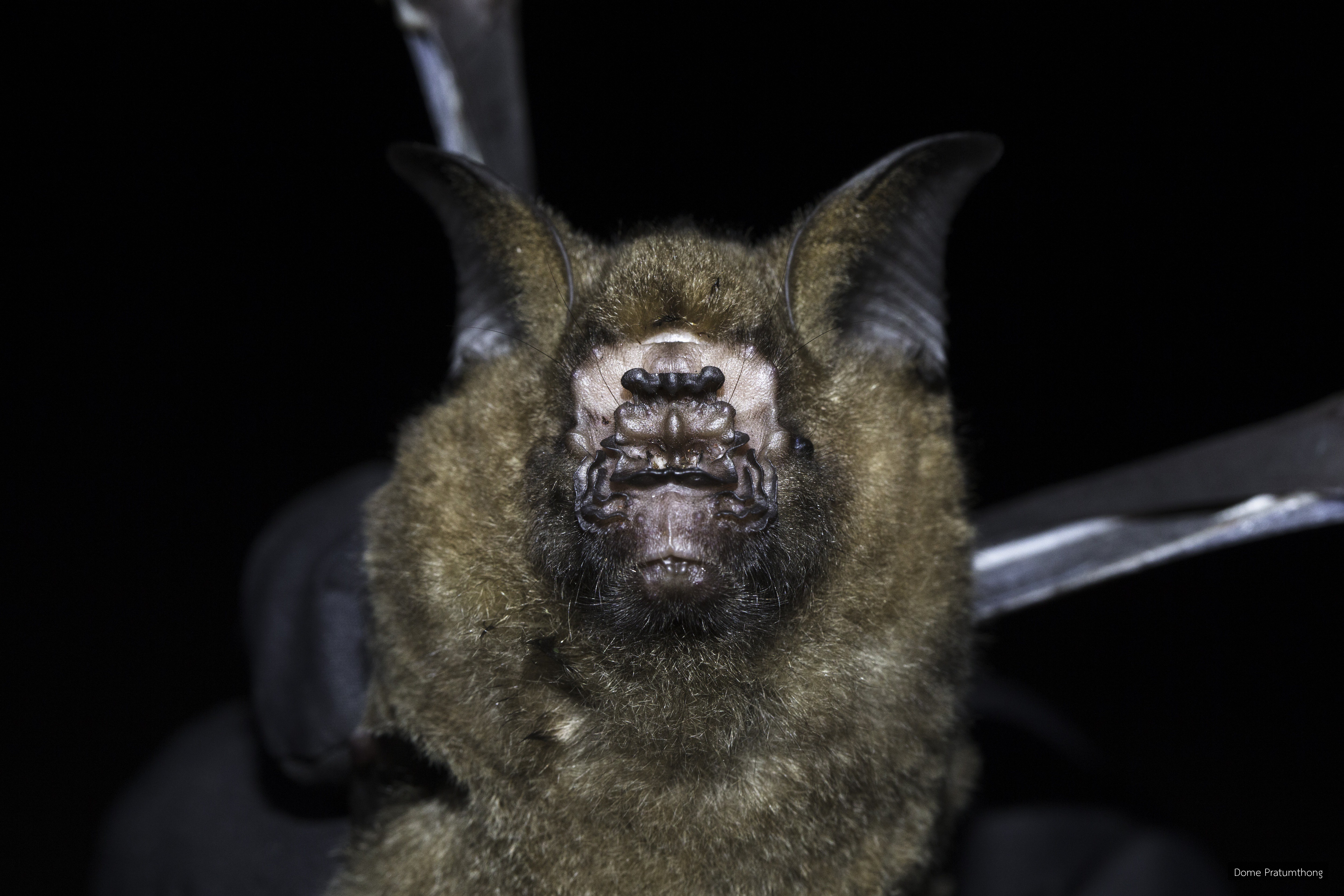 Hipposideros armiger