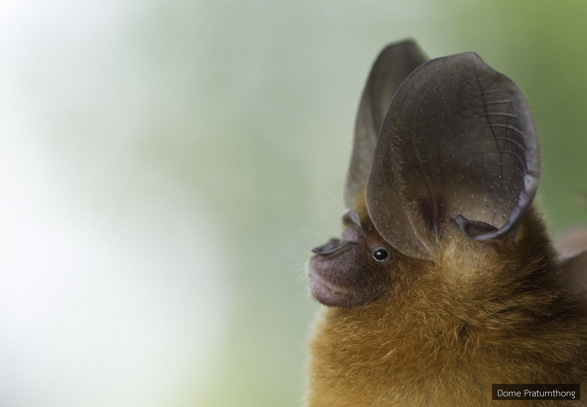 Hipposideros gentilis