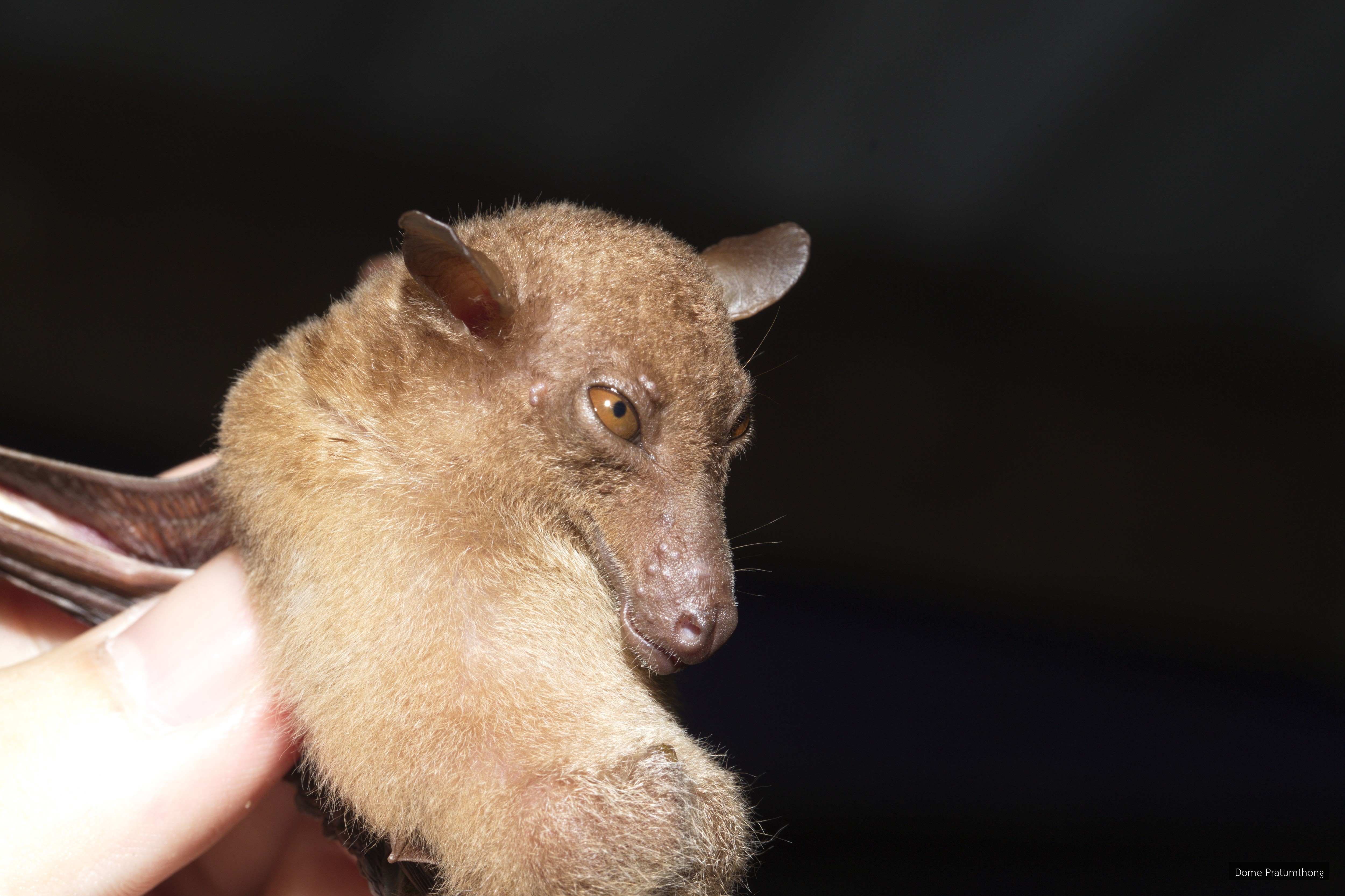 Macroglossus sobrinus