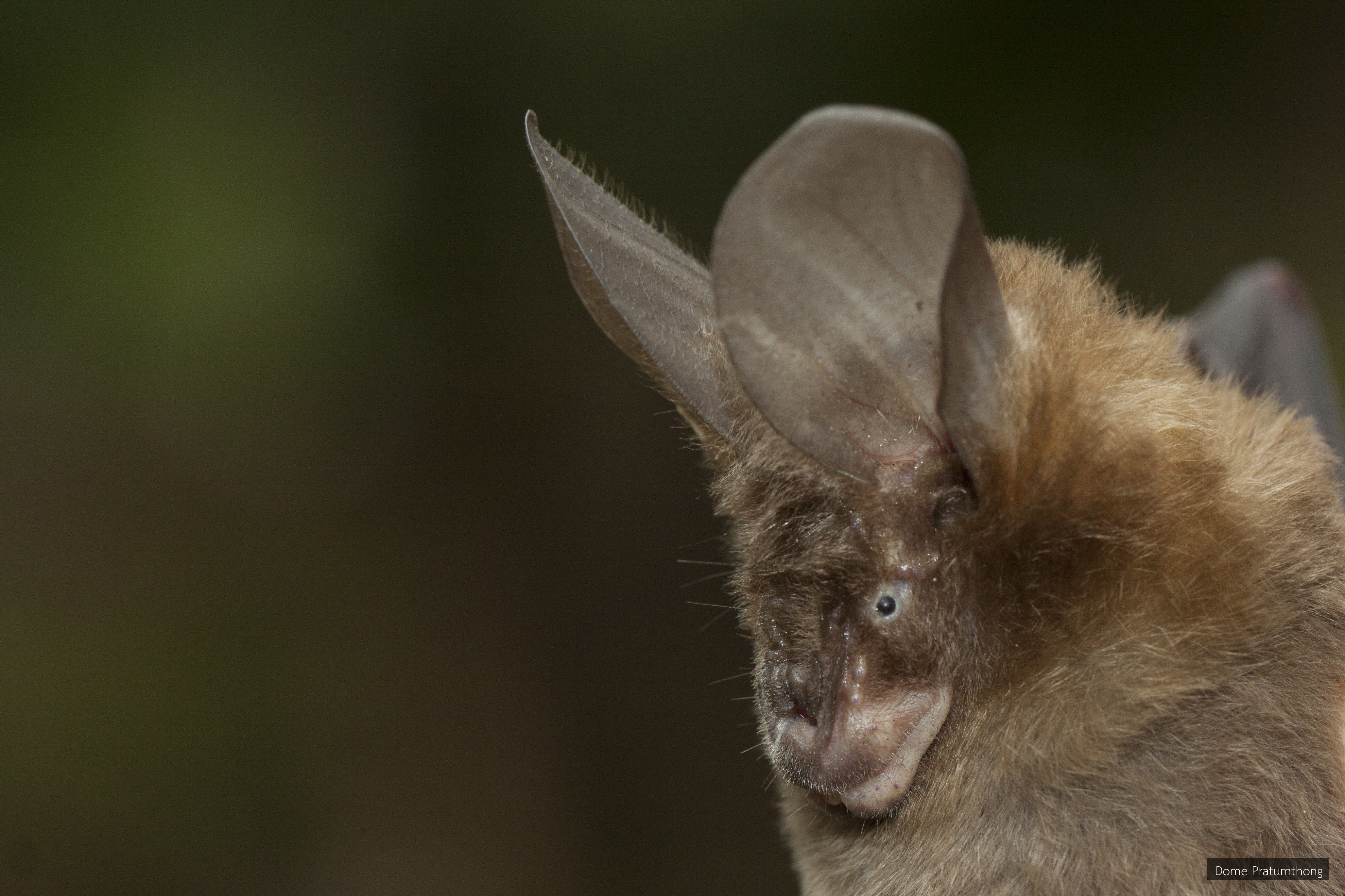 Nycteris tragata
