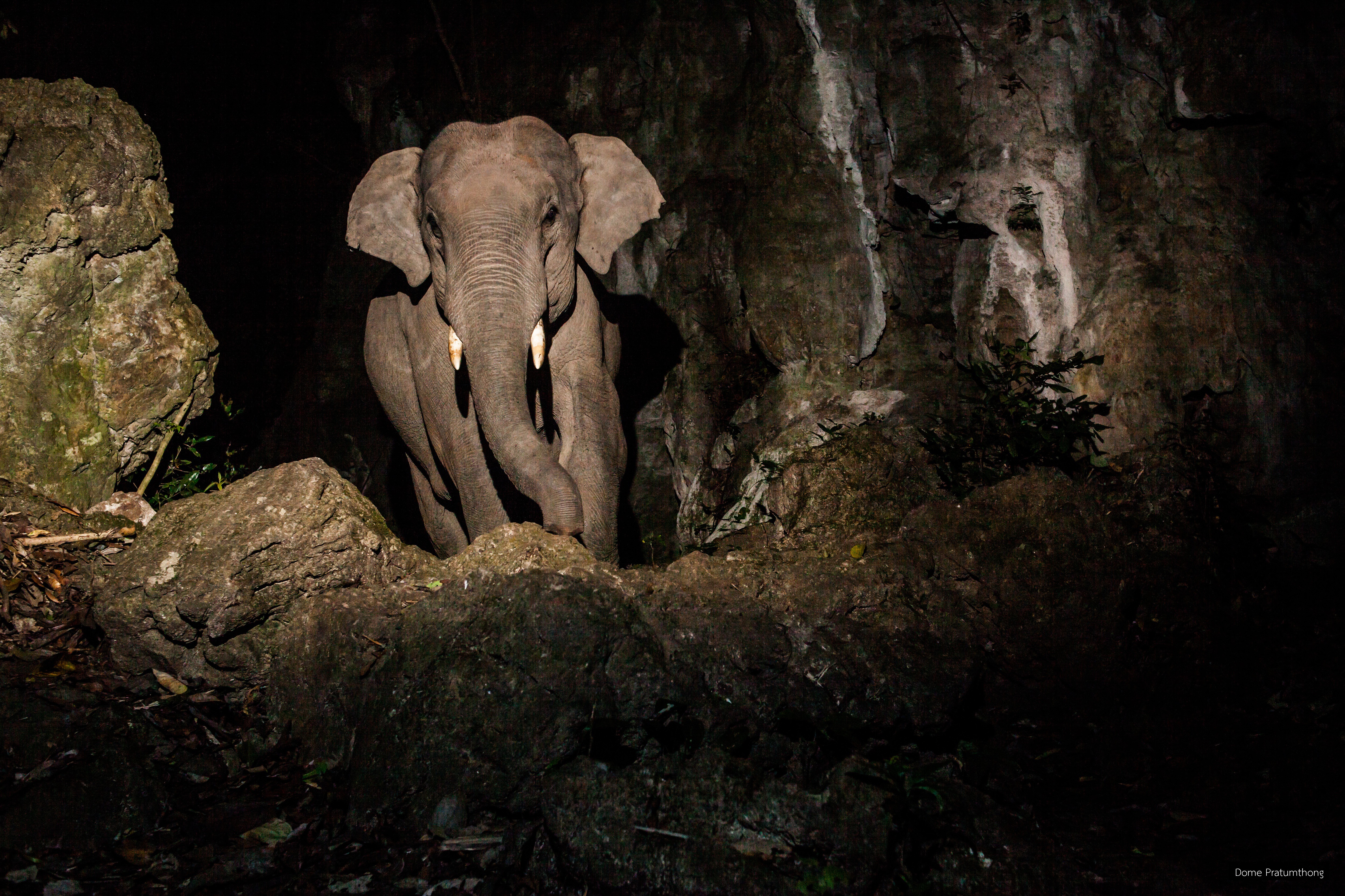 Elephas maximus