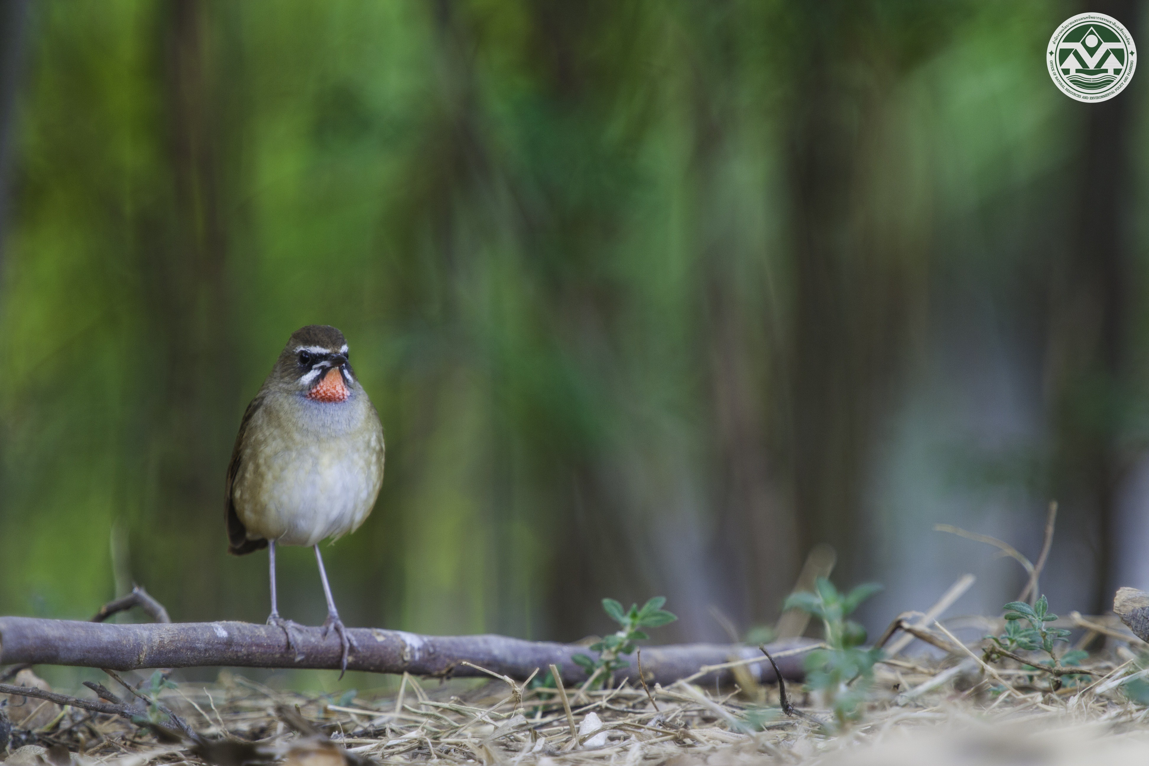 Luscinia calliope