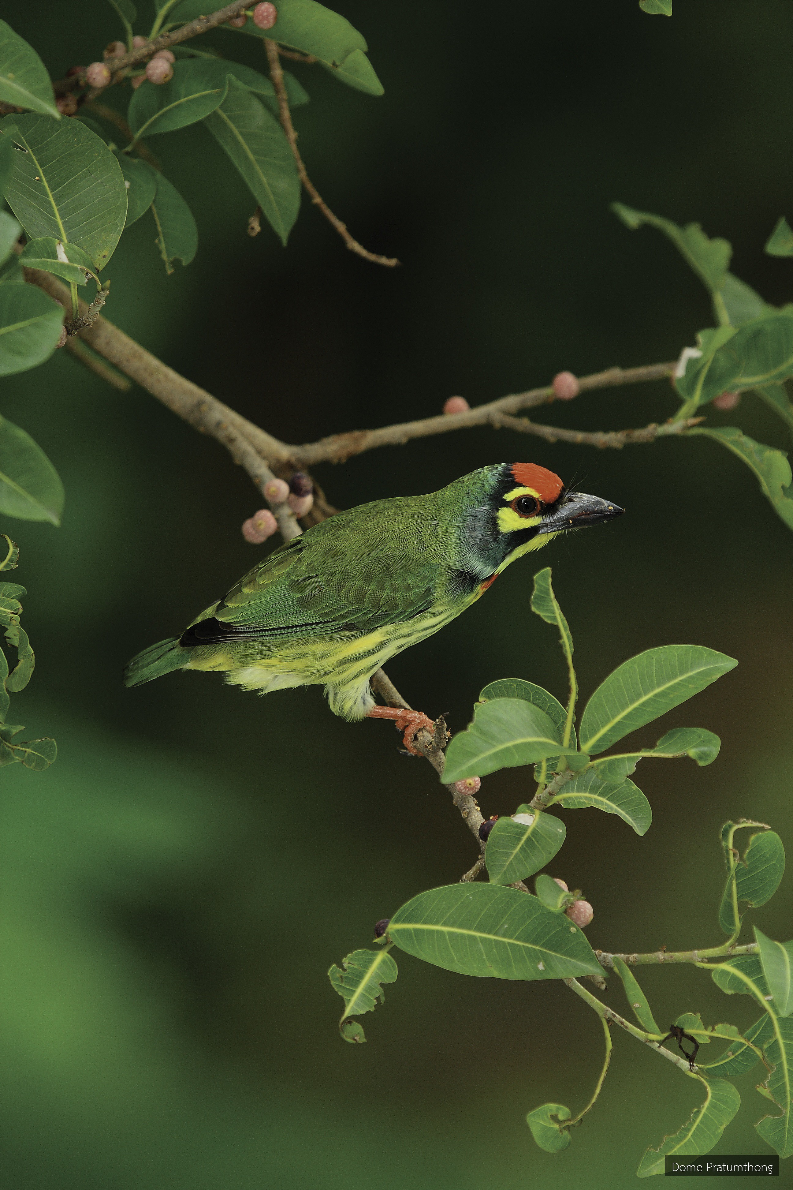 Psilopogon haemacephalus